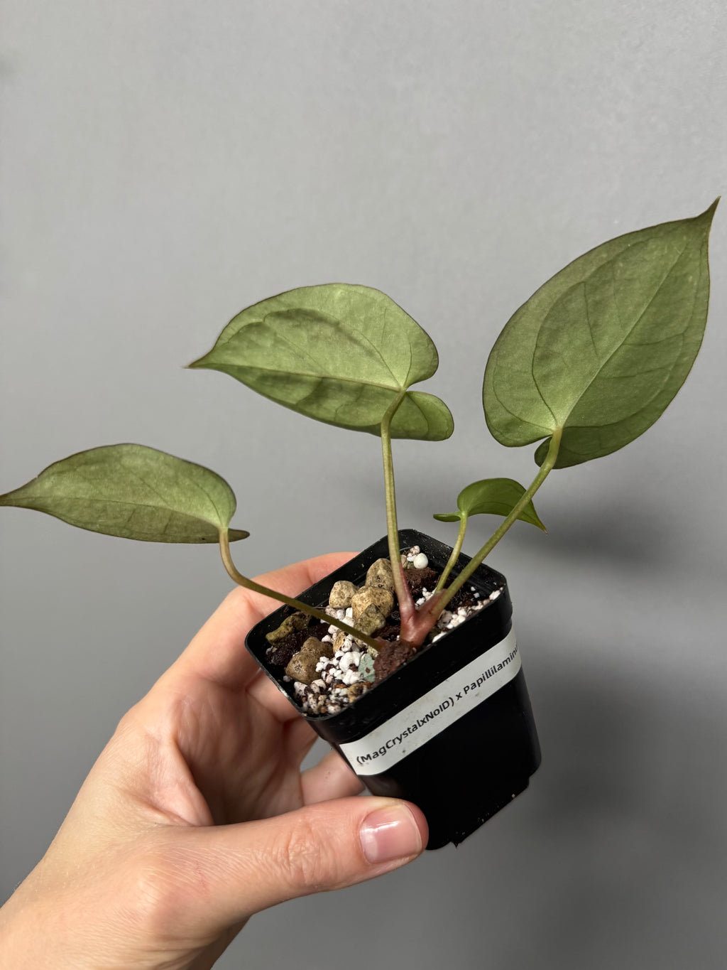 Anthurium (MagCrystal x NoID) x Papillilaminum