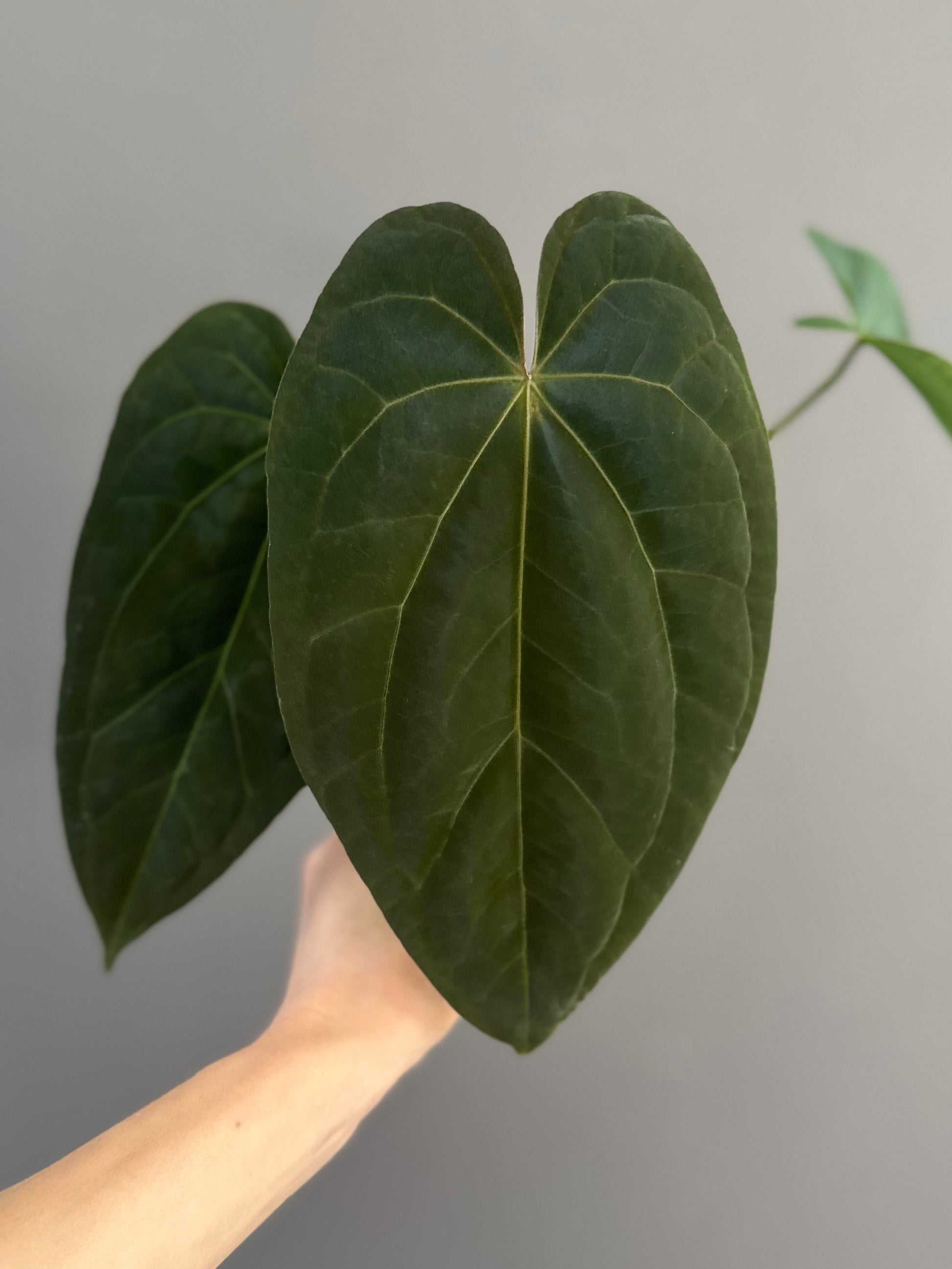 Anthurium Tezula AOS df x BVEP neon (Sarah/botanophile)