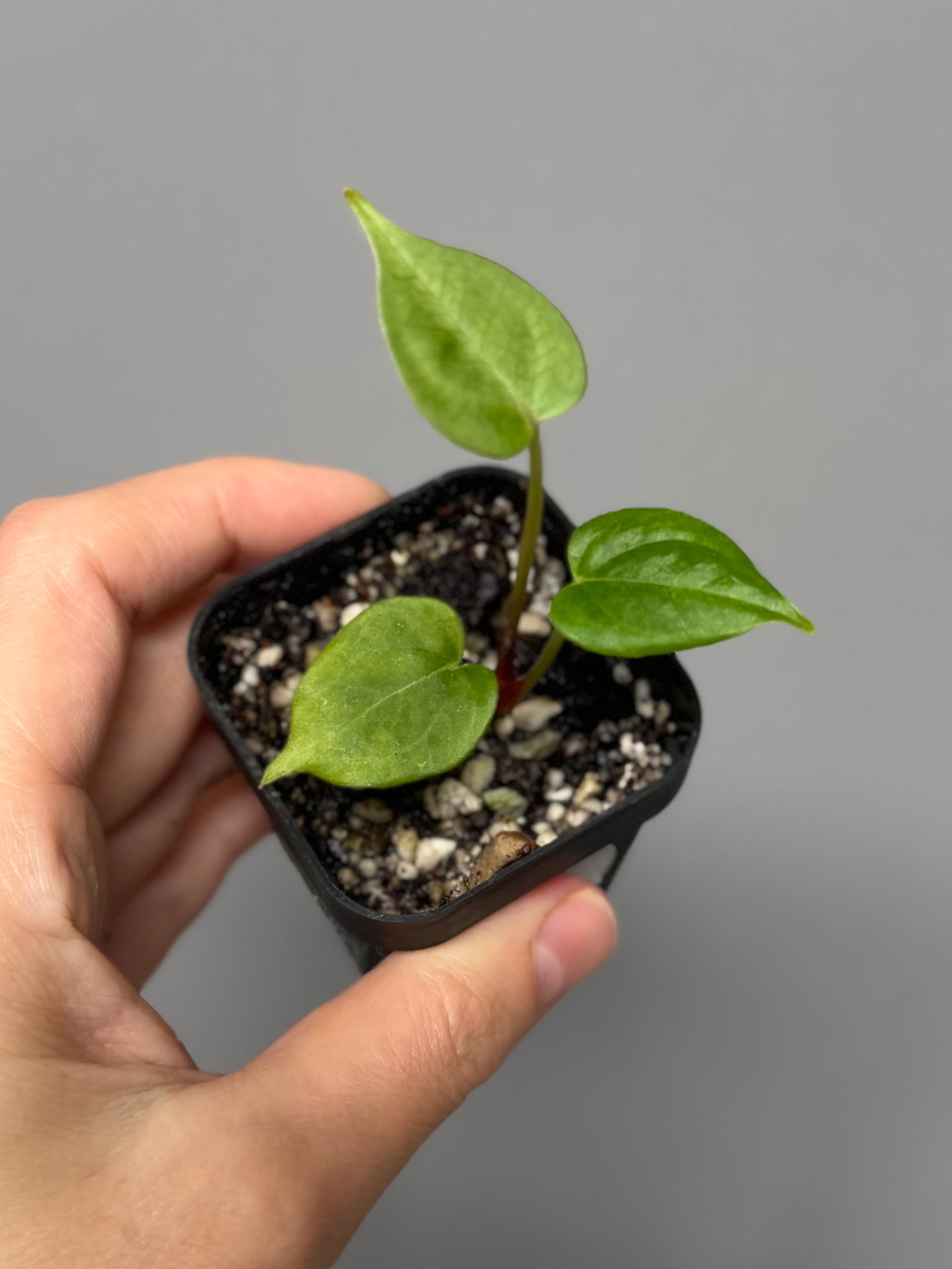 Anthurium PapillilaminumX x (KOS x Silver Blush)