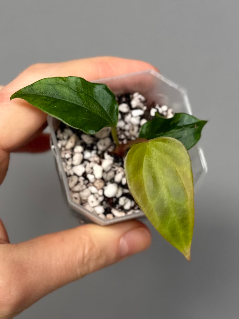 Anthurium Subsignatum Velvet x Ralph Lynam clone (#1)