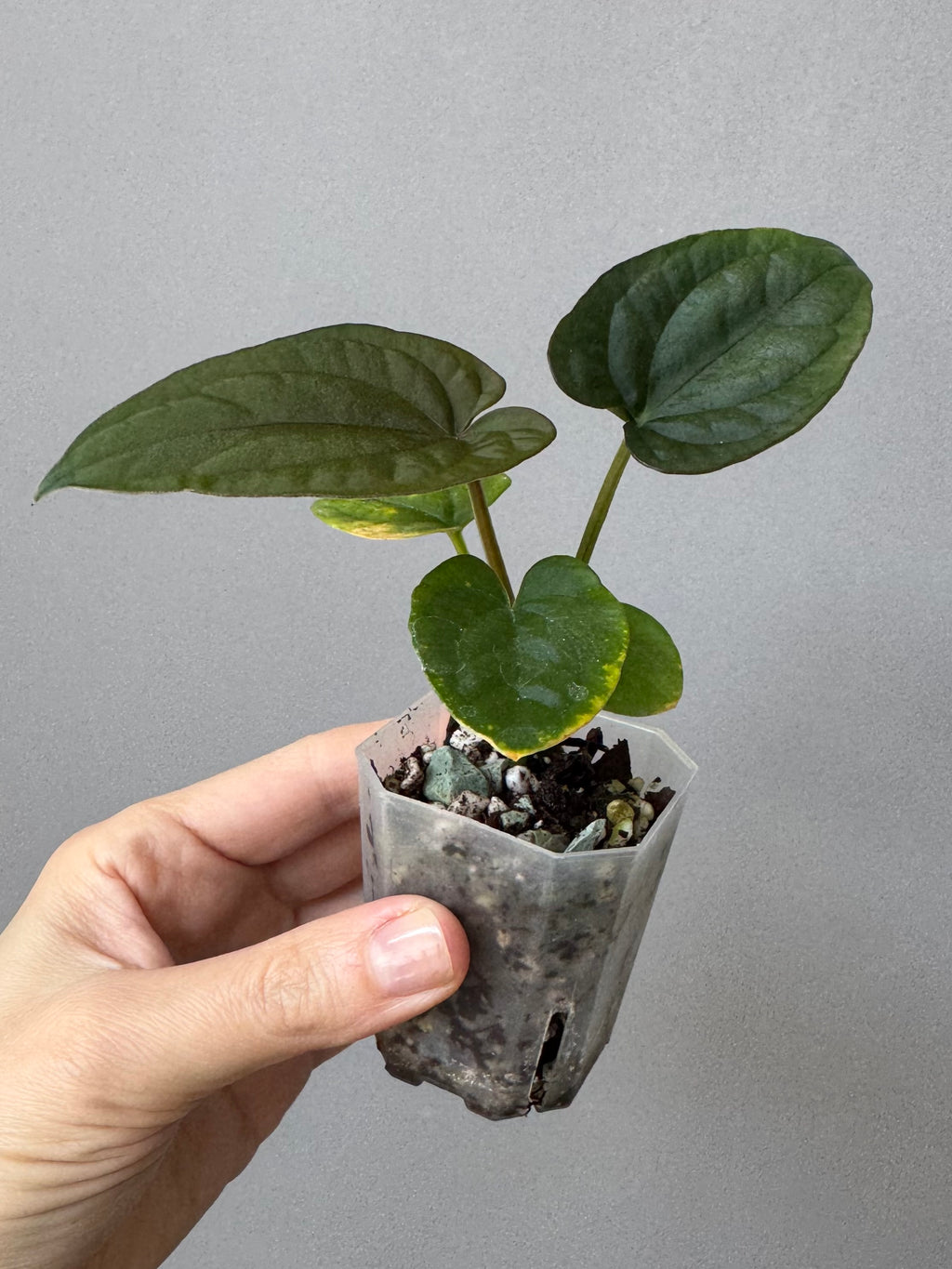 Anthurium Dressleri (F2 dark x black select) x F1B (Grant)