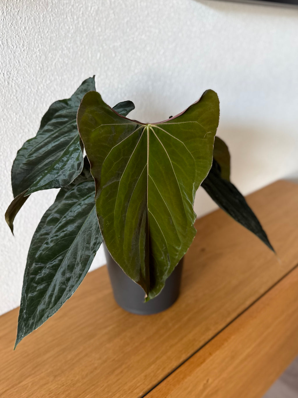 Anthurium papillilaminum Ralph Lynam xself (Dwane)