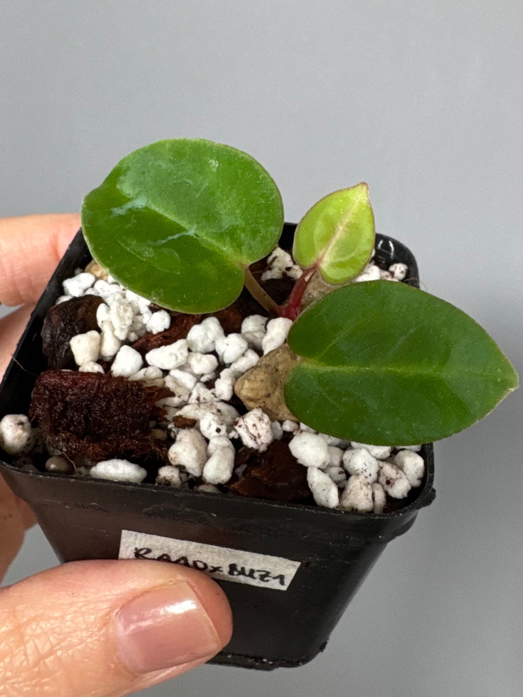 Anthurium carlablackiae RA10 x BUZ1