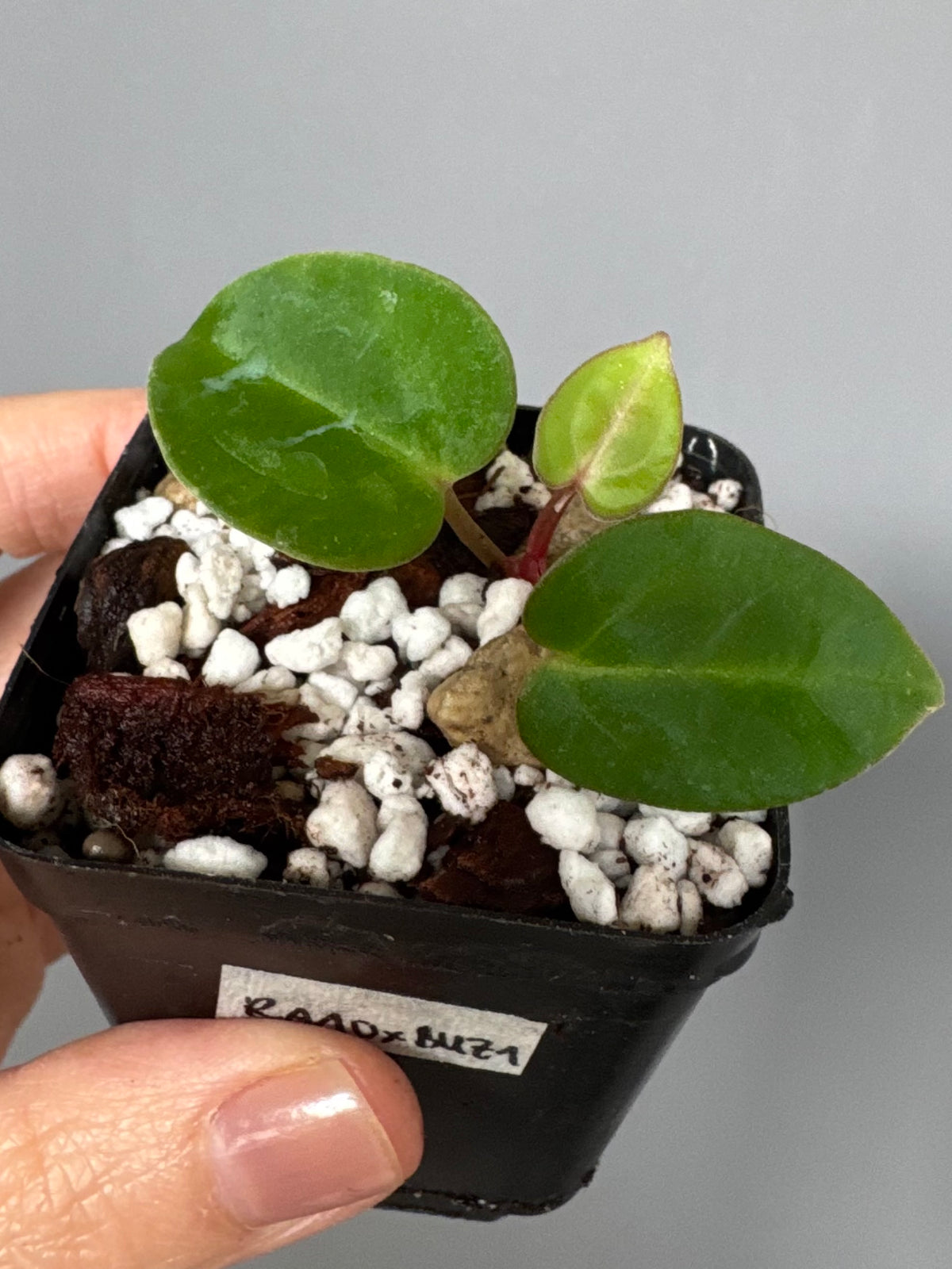 Anthurium carlablackiae RA10 x BUZ1