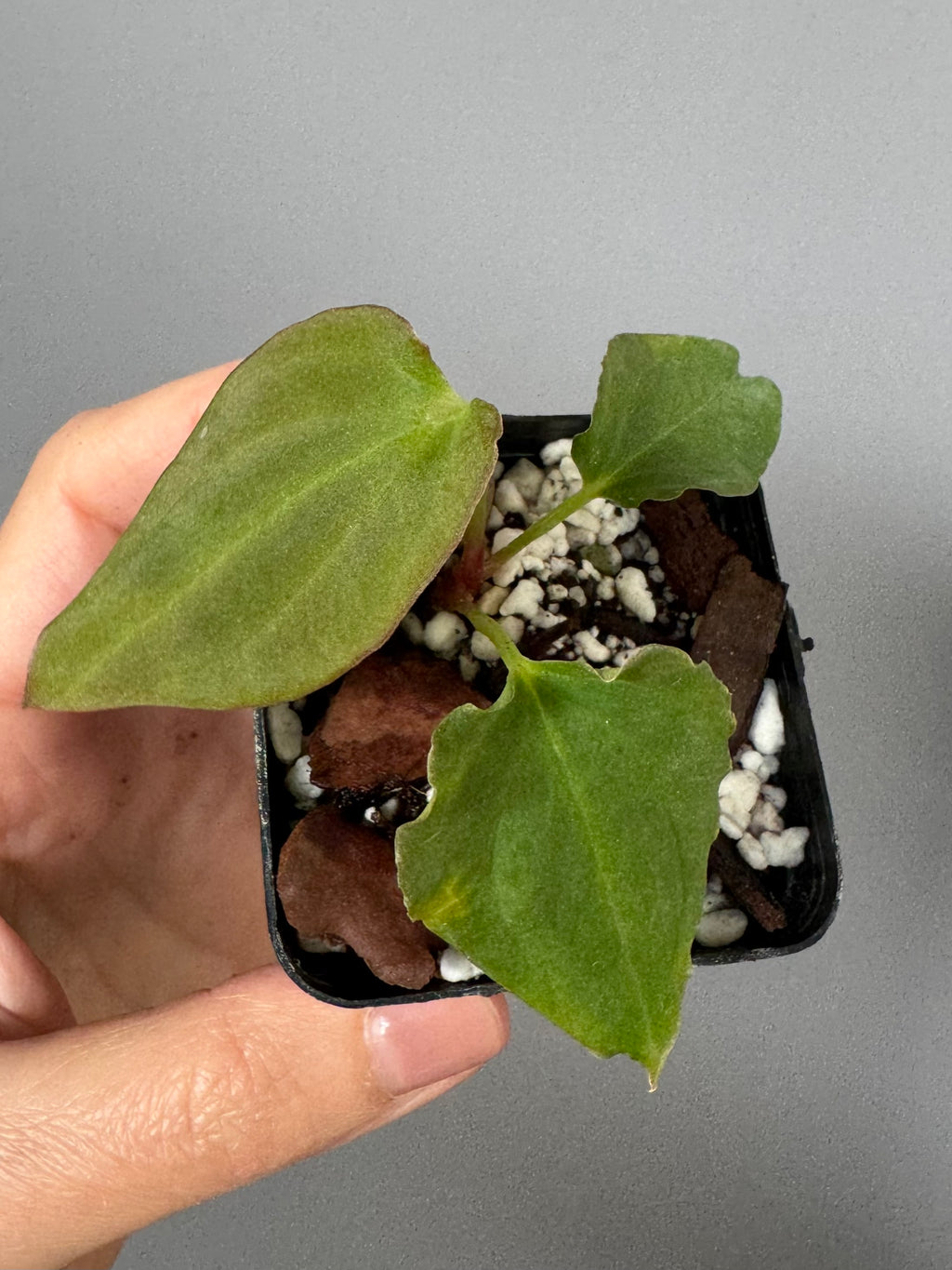 Anthurium BVEP ‘Purple Rain’ clone