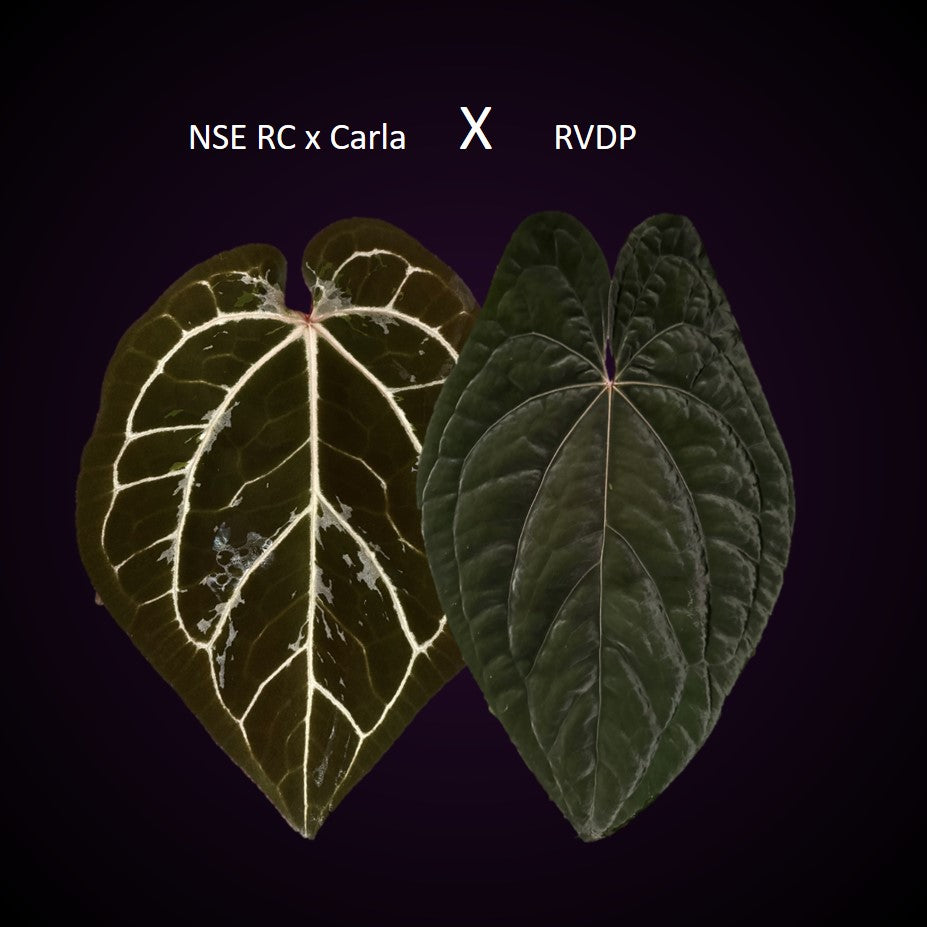 (NSE Red Crystallinum x Carlablackiae) x  RVDP Clone - gekeimte Samen