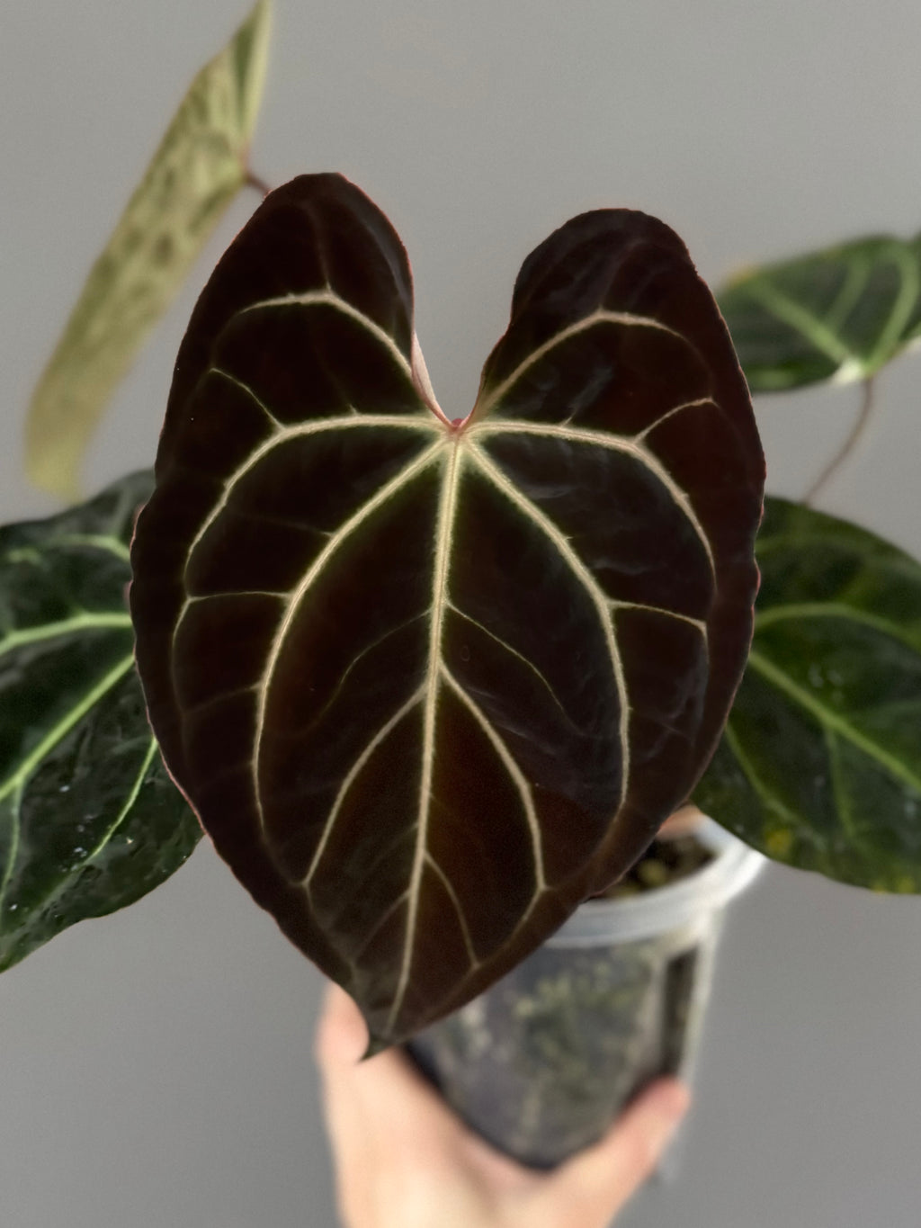 Anthurium Besseae aff. (#4)