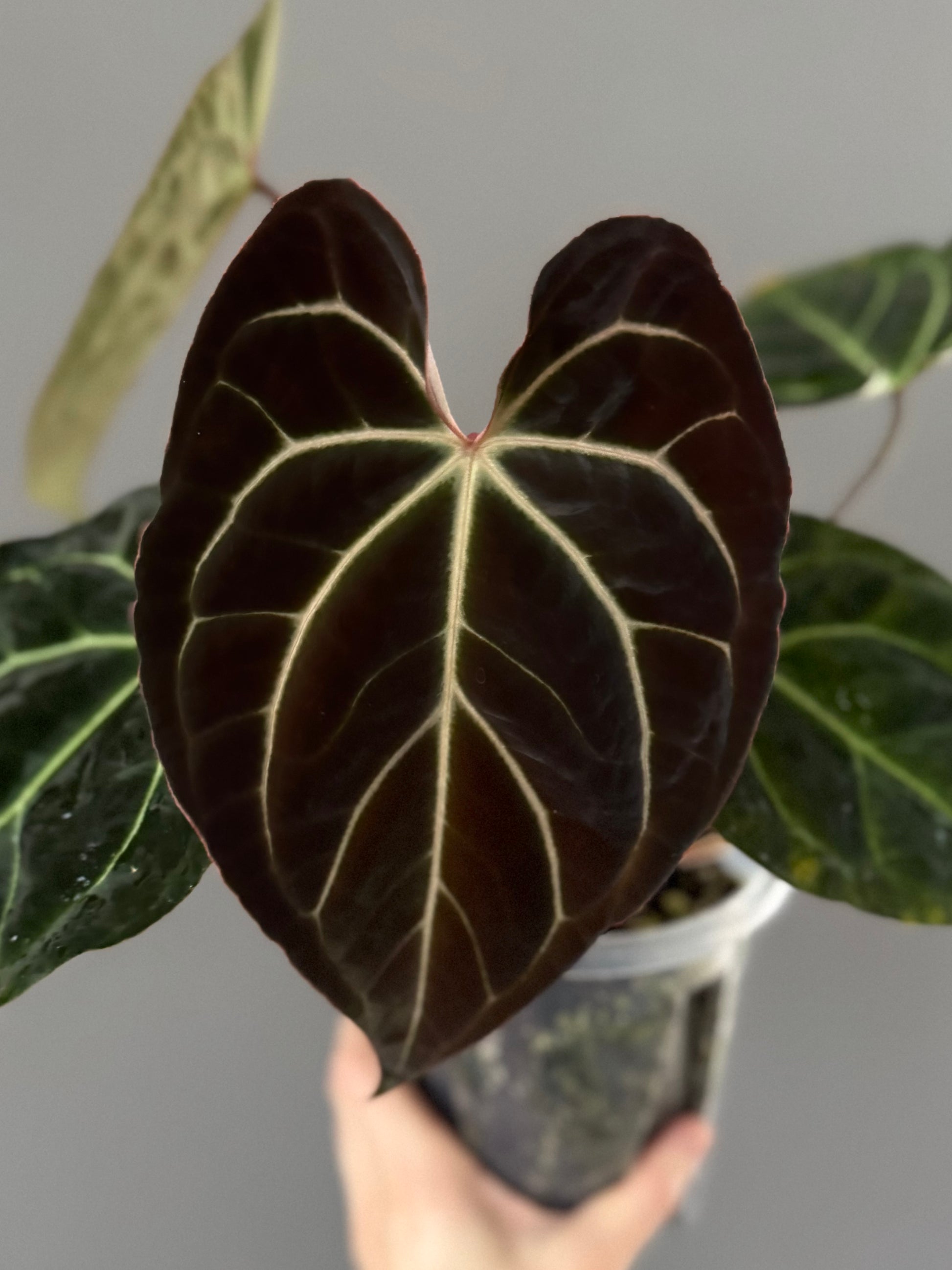 Anthurium Besseae aff. (#4)