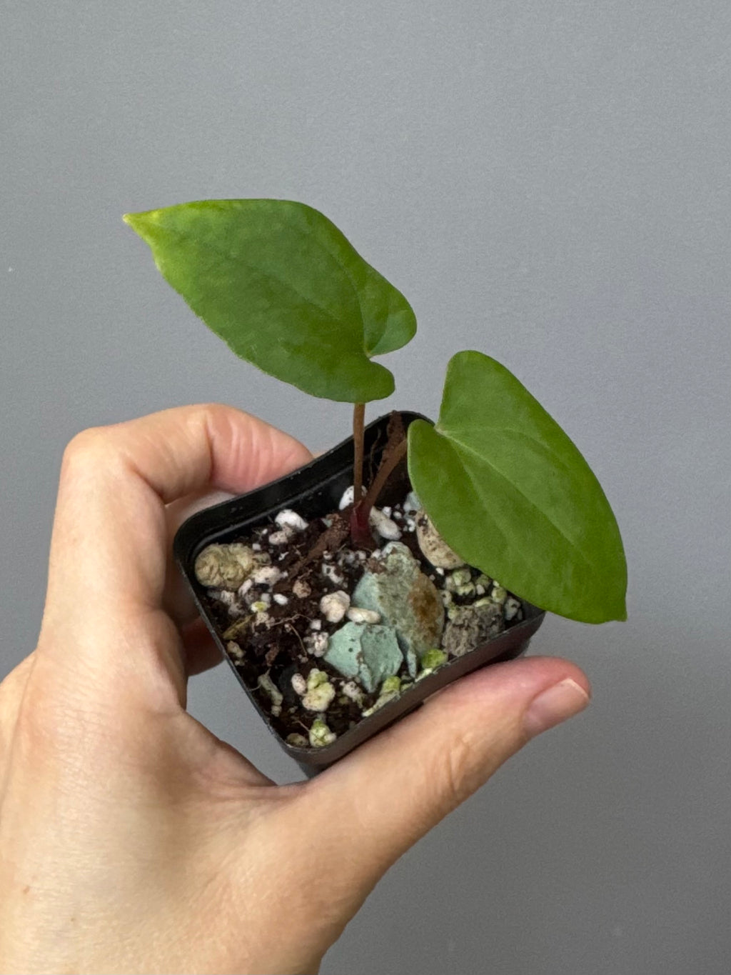 Anthurium Midnight Velvet x (papillilaminum long x long bullate)