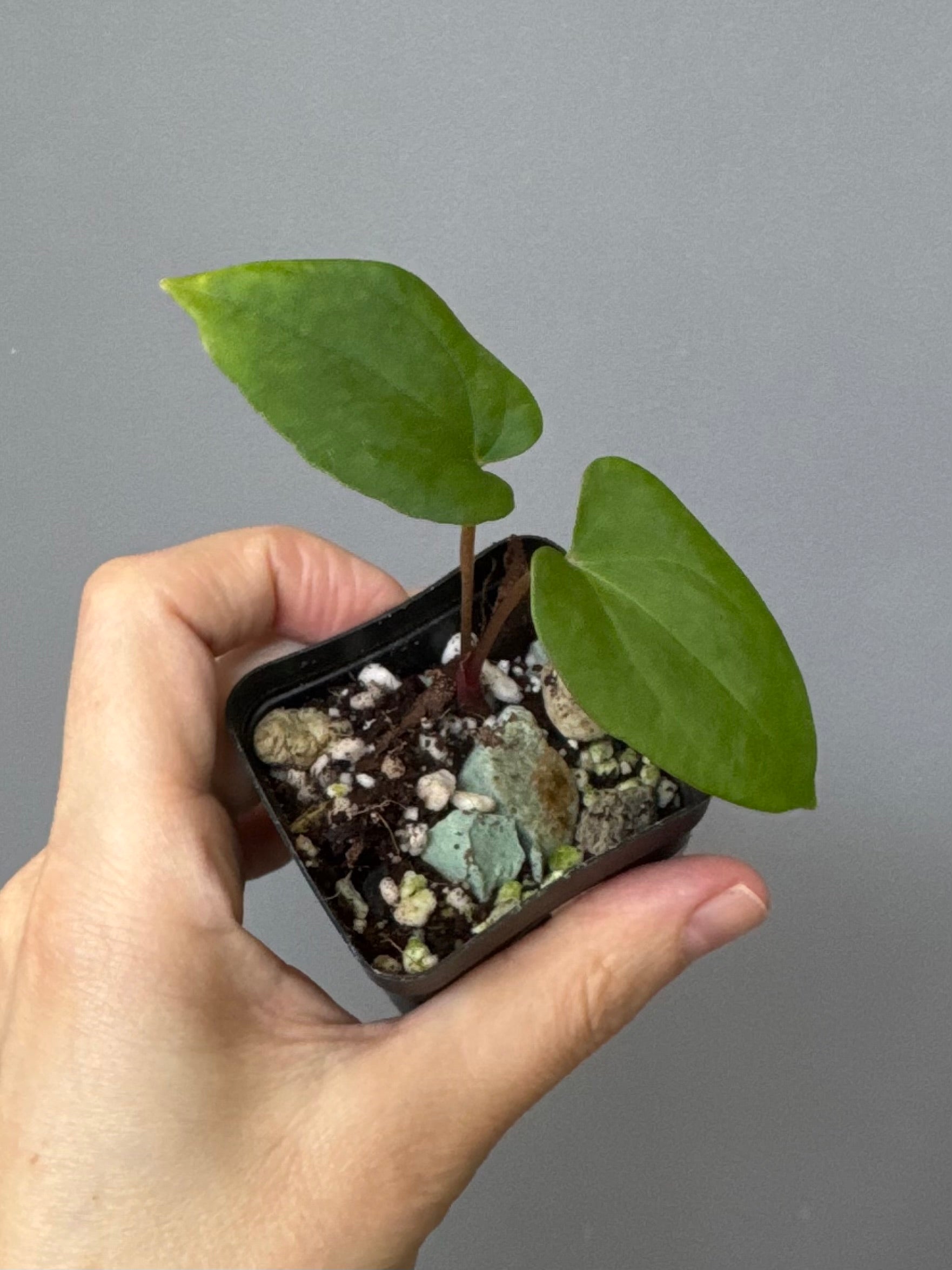 Anthurium Midnight Velvet x (papillilaminum long x long bullate)
