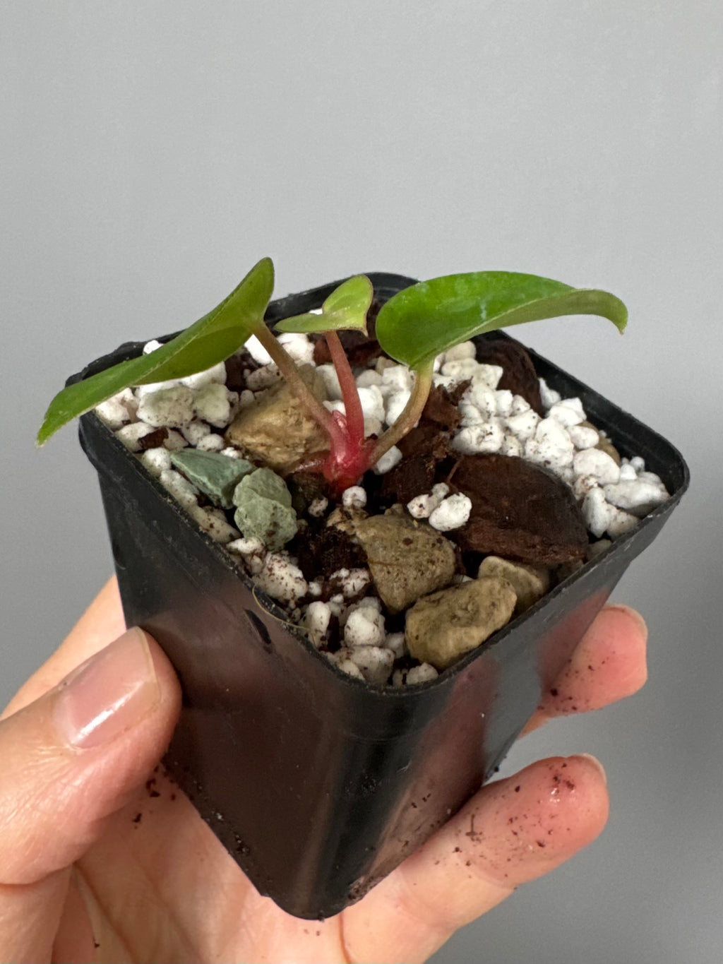 Anthurium carlablackiae RA10 x BUZ1