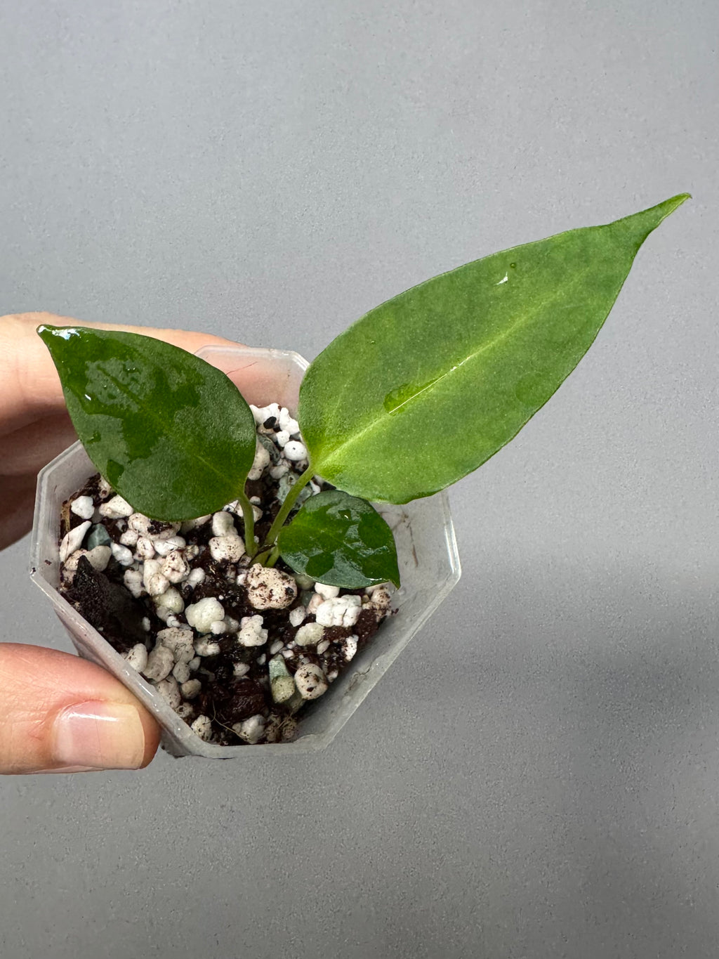 Anthurium (CrystallimumX x Indo portillae) x (D&H x RVC)