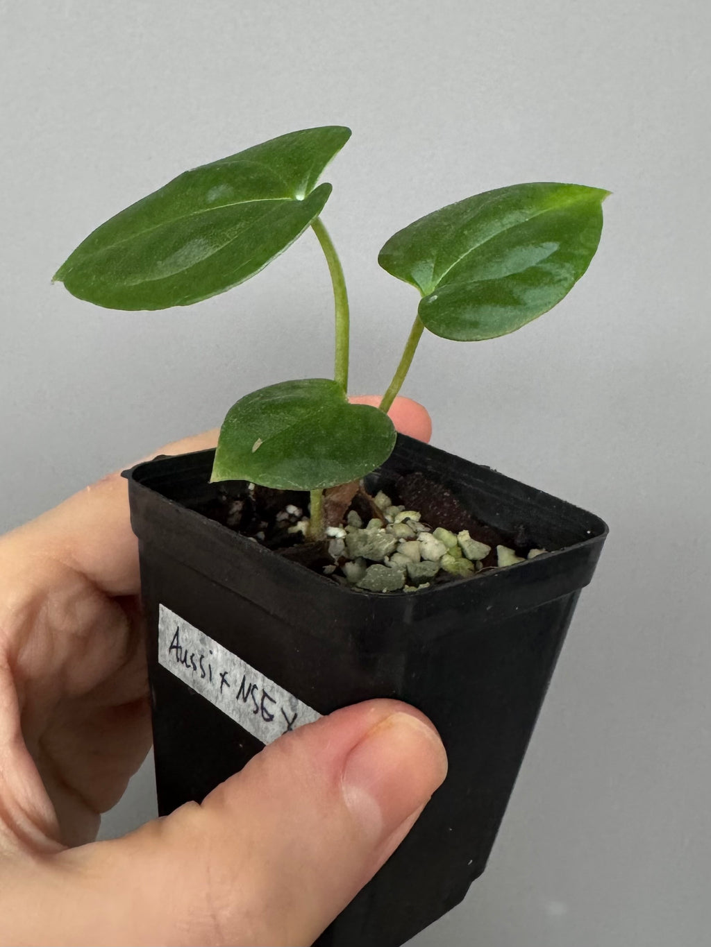 (Midnight Velvet x Red Studd) x NSE CarlaX #2