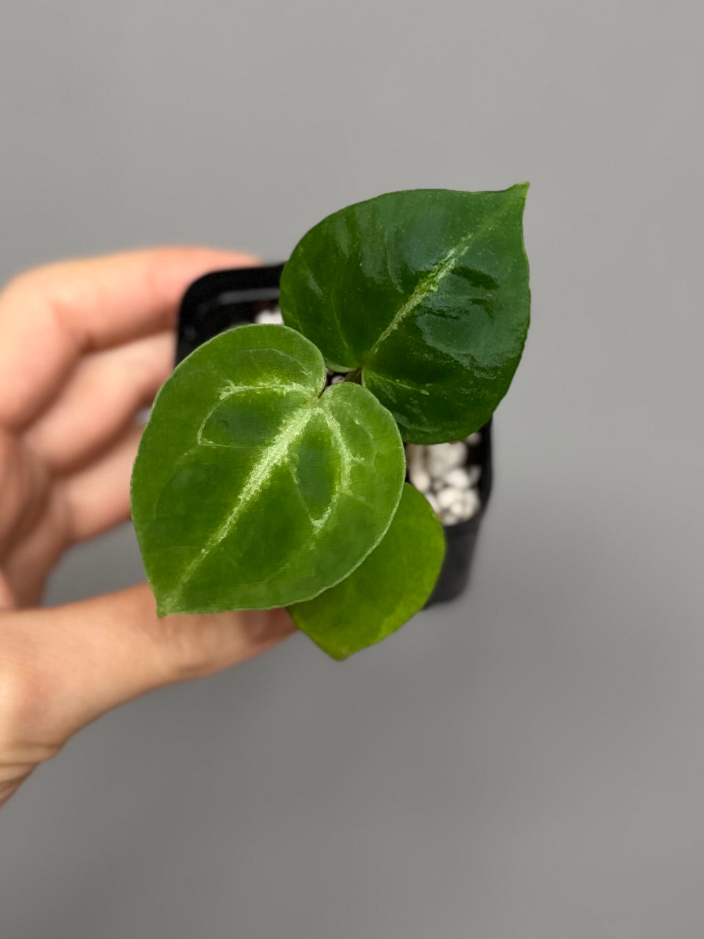 Anthurium Silver Blush x Michelle