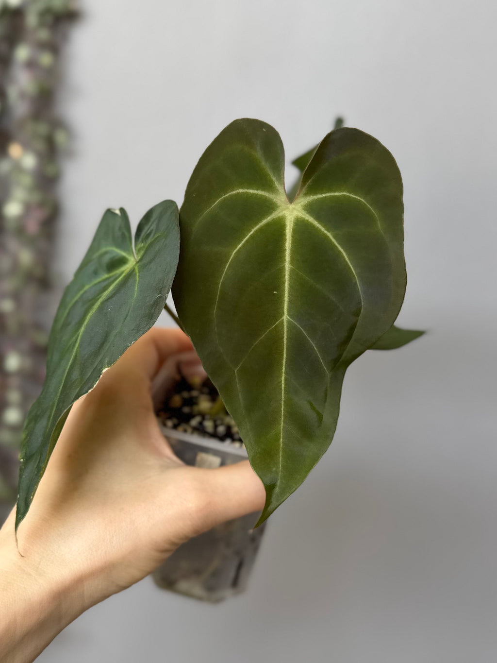 Anthurium Besseae aff. x Papillilaminum