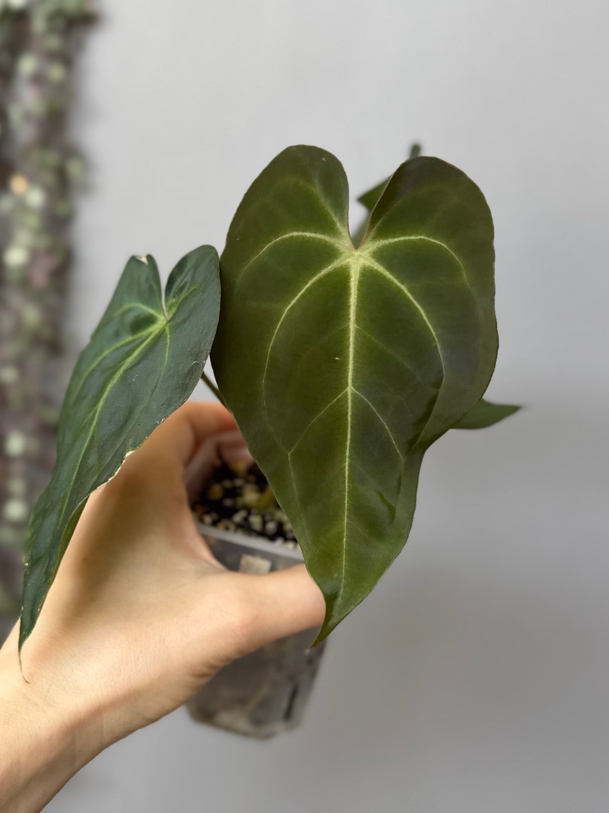 Anthurium Besseae aff. x Papillilaminum