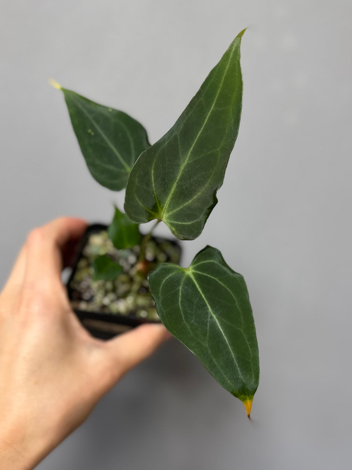 Anthurium (MagCrystalxNoID) x Delta Force