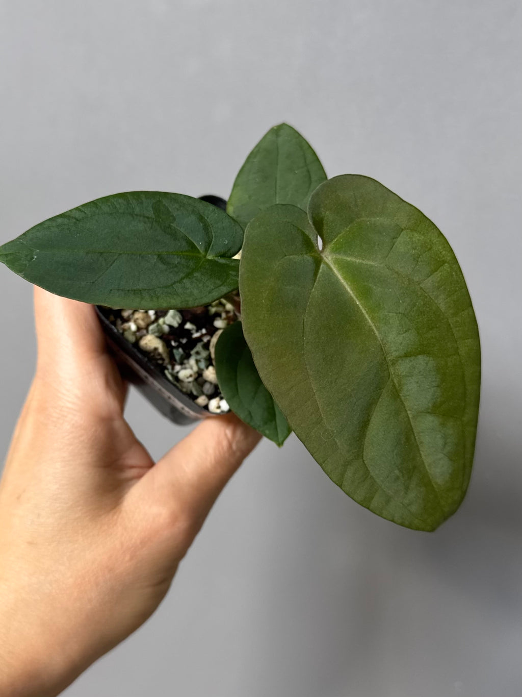 Anthurium (Crystallinum chocolate x BVEP) x BVEP OG1