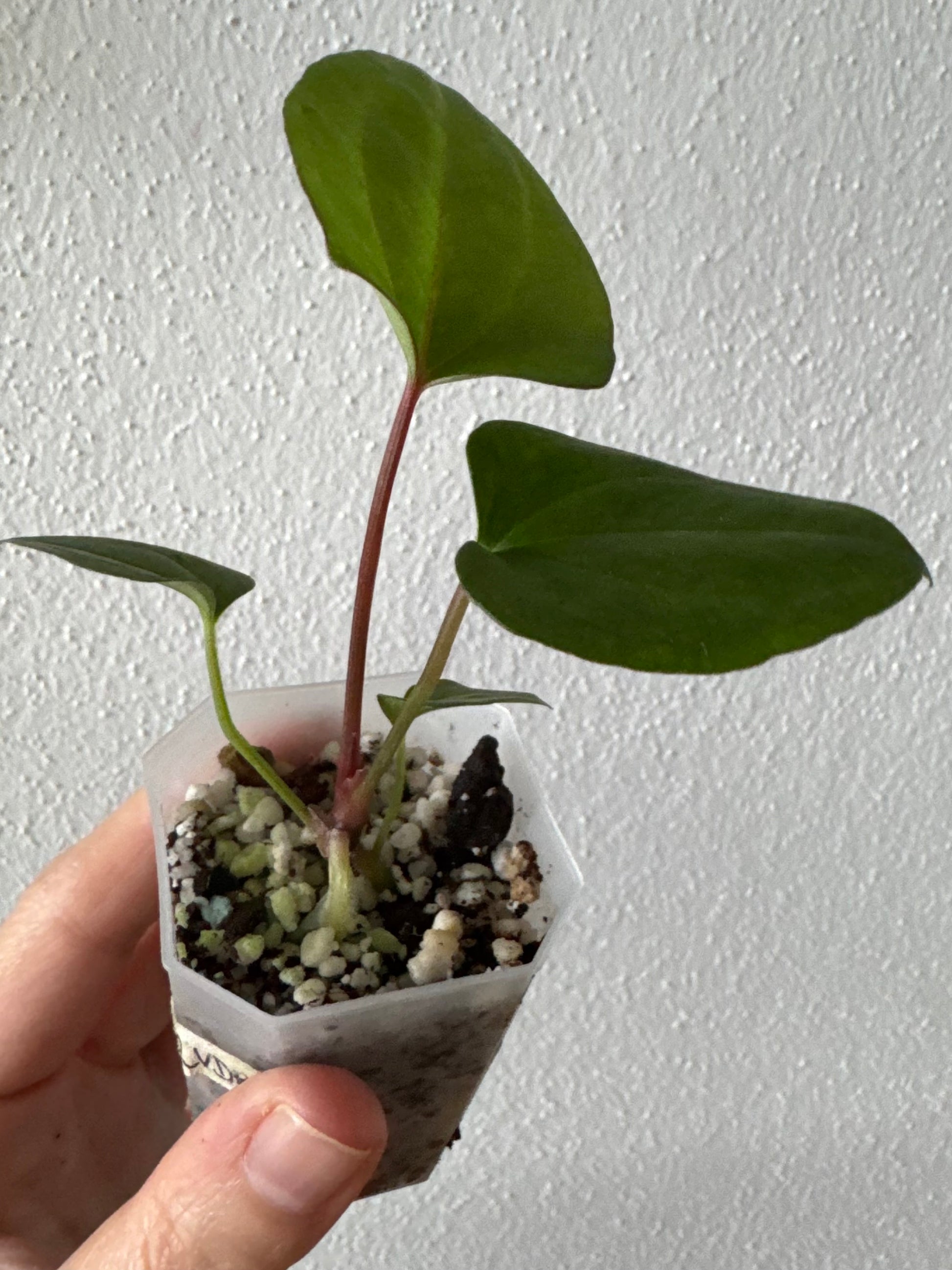(Papillilaminum Daniel x Besseae aff.) X RVDP