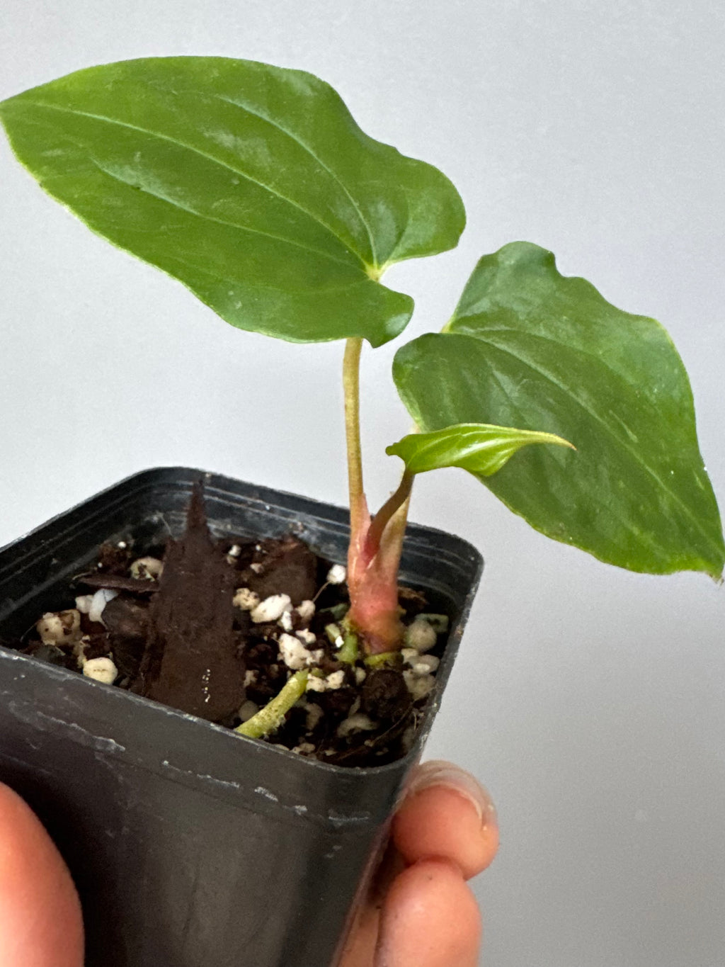 Anthurium papillilaminum Ralph Lynam xself (Dwane/nodeboi) clone/cutting