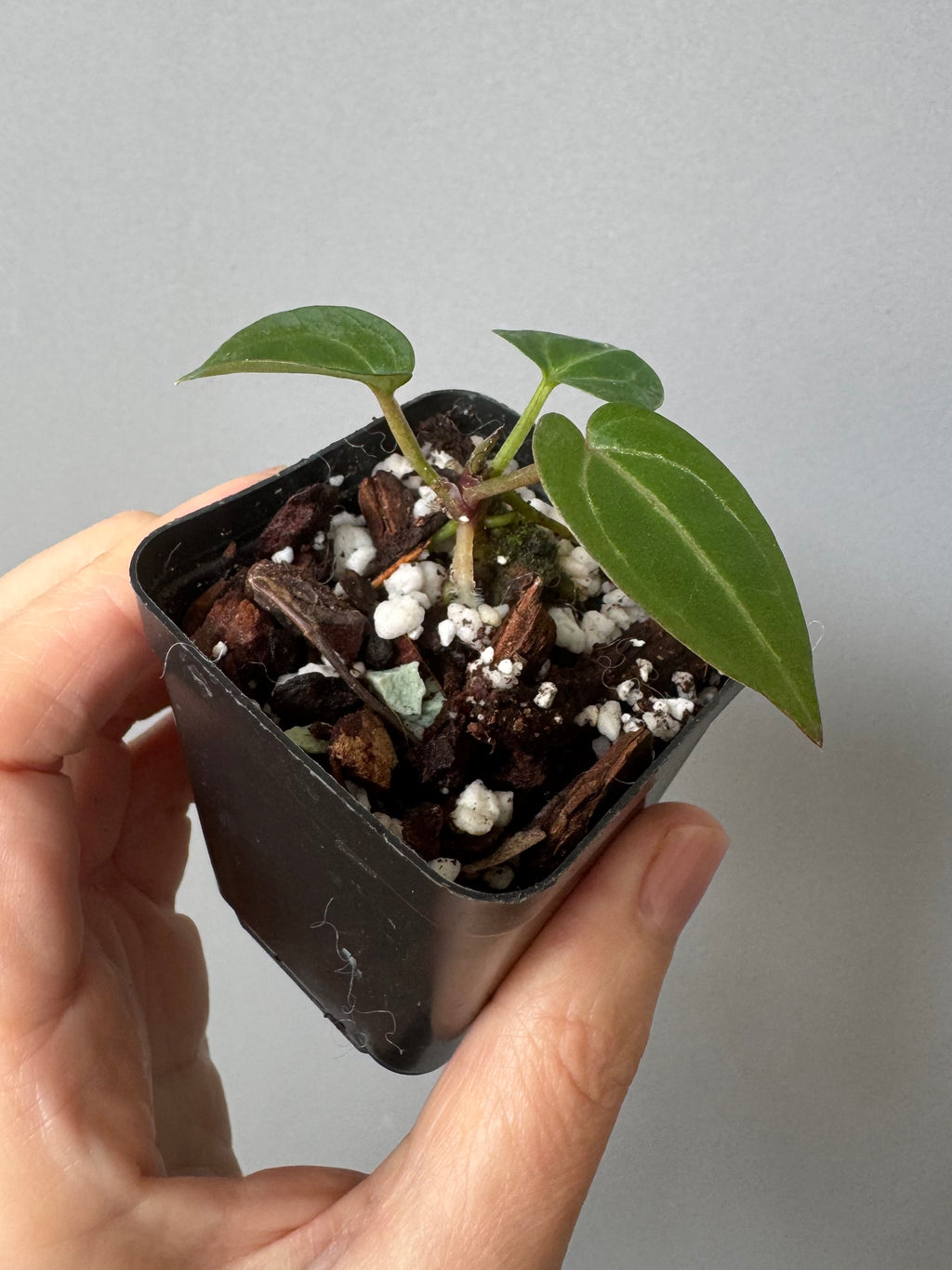 Anthurium Crystallinum Select Color x Michelle