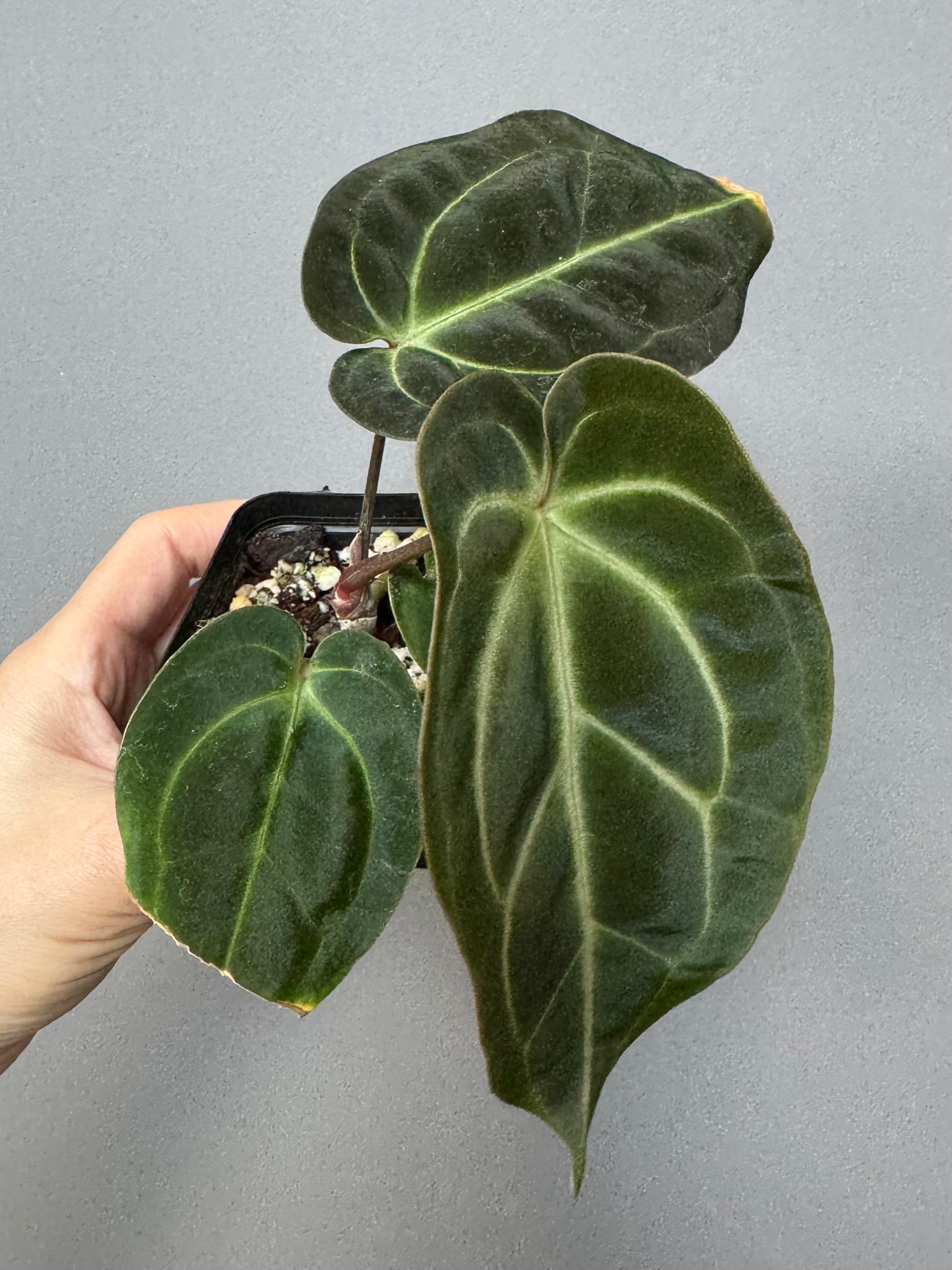 Anthurium Besseae aff. (#1)