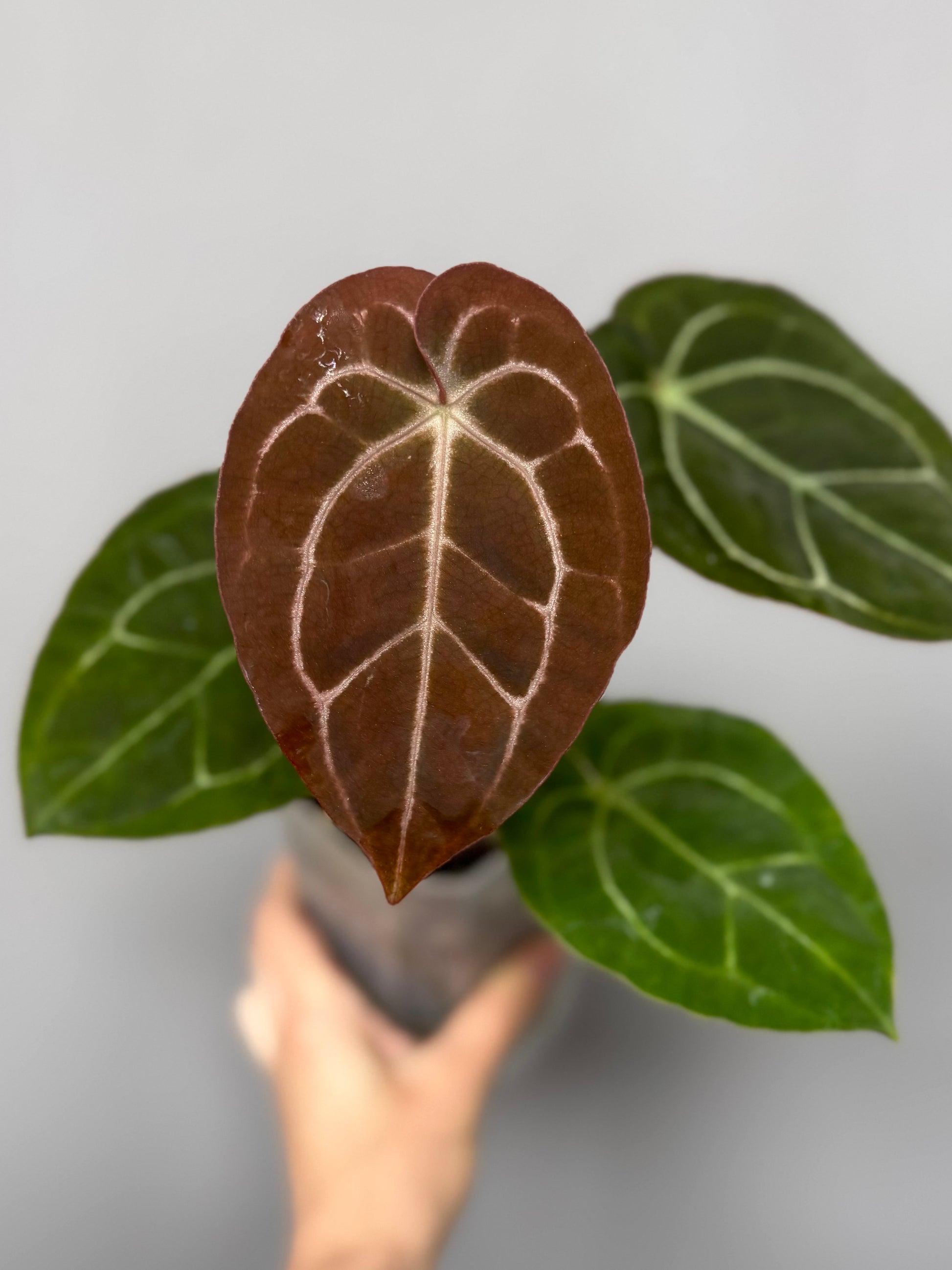 Anthurium (Complex HU hybrid) x NSE Carlablackiae