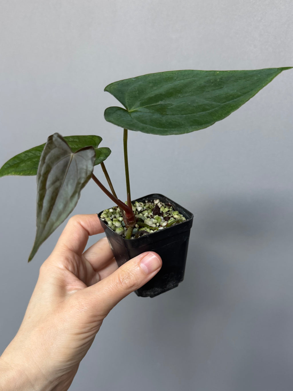 Anthurium ((papillilaminum Ralph Lynam x Fort Sherman) x carlablackiae) X RVDP (greenfelicities)
