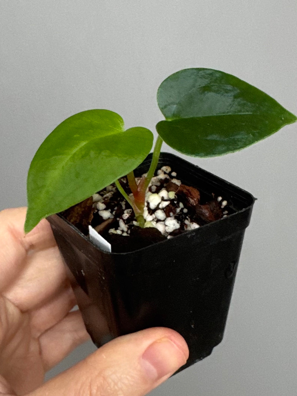 Anthurium (PapillilaminumX x (KOS x Silver Blush)) X (NSE Red Crystallinum x carlablackiae)