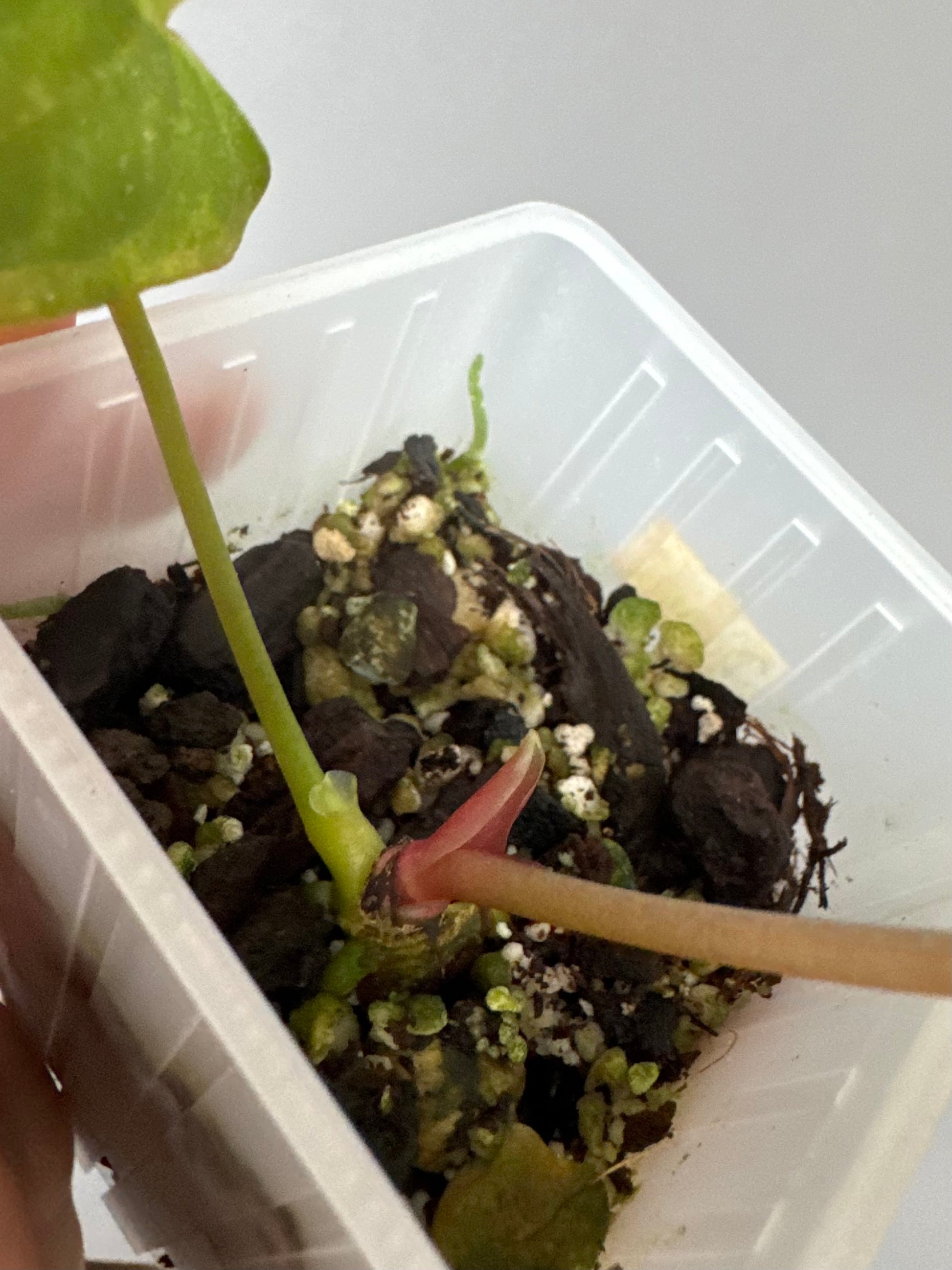 Anthurium Papillilaminum ‘Daniel’ Klon (kein xself)