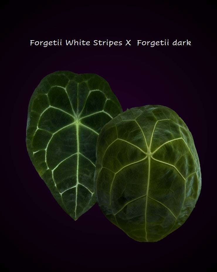 Anthurium forgetii White Stripes x forgetii dark form