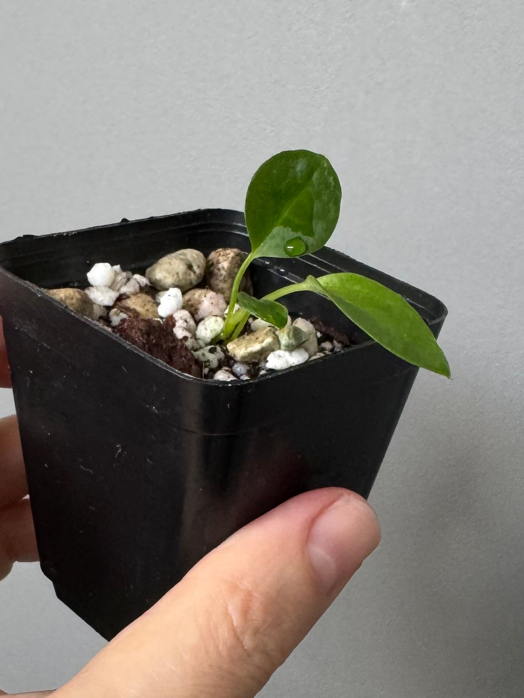 (Papillilaminum Daniel x Besseae aff.) X warocqueanum