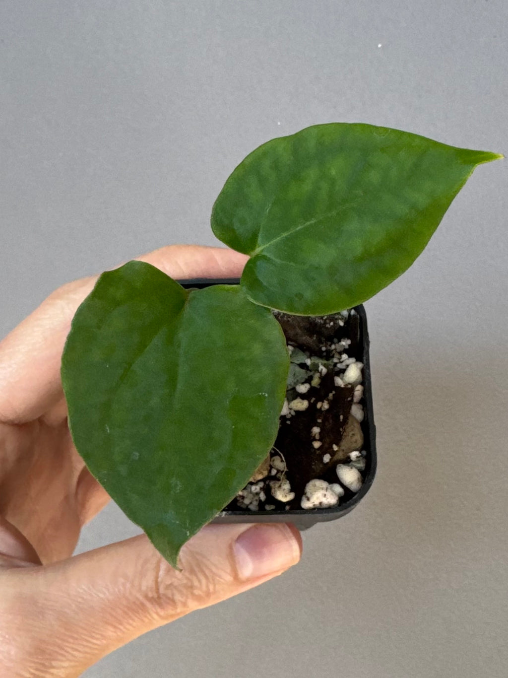 Anthurium (RG dressleri x carlablackiae ‘Amanda’) x RVDP (#2)