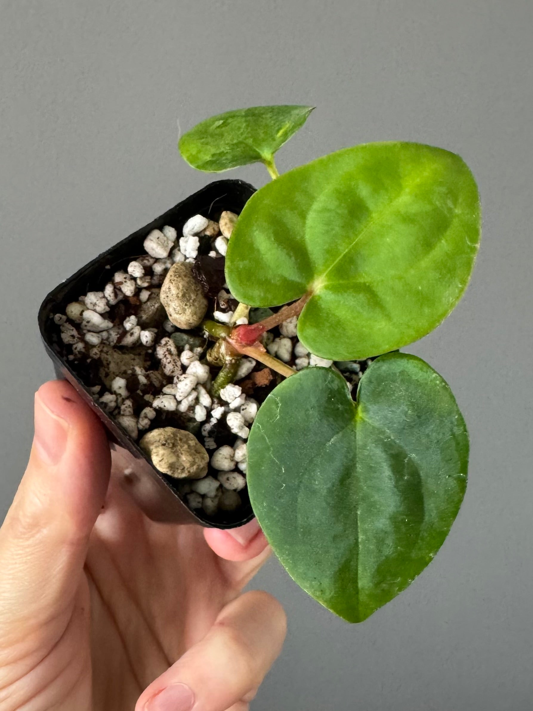 Anthurium Papillilaminum ‚Gatorbod‘ x (RGdressCarla x BVEP)