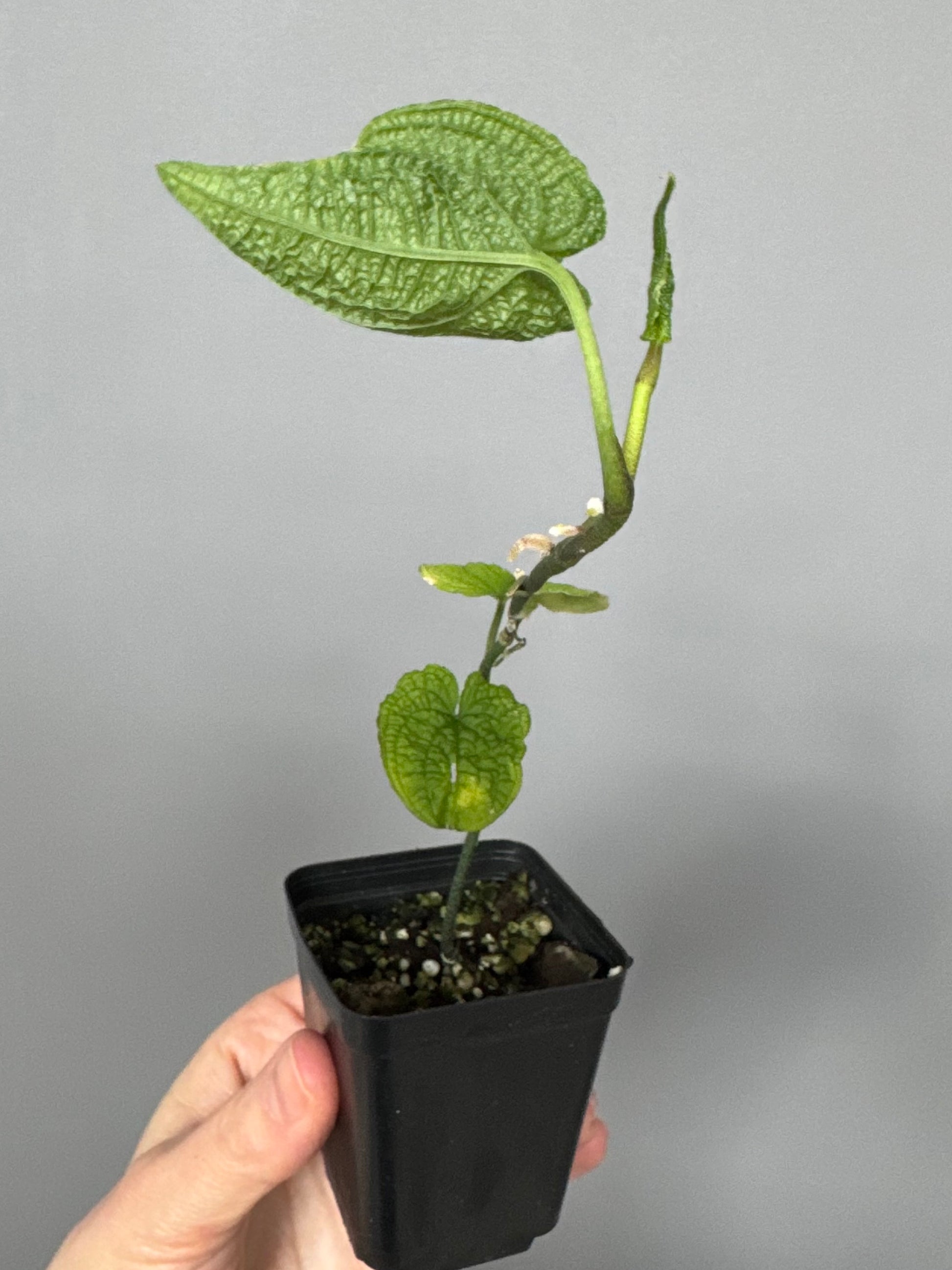 Anthurium clidemioides