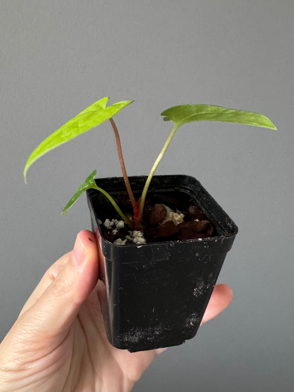 Anthurium Papillilaminum x FSxRVDP