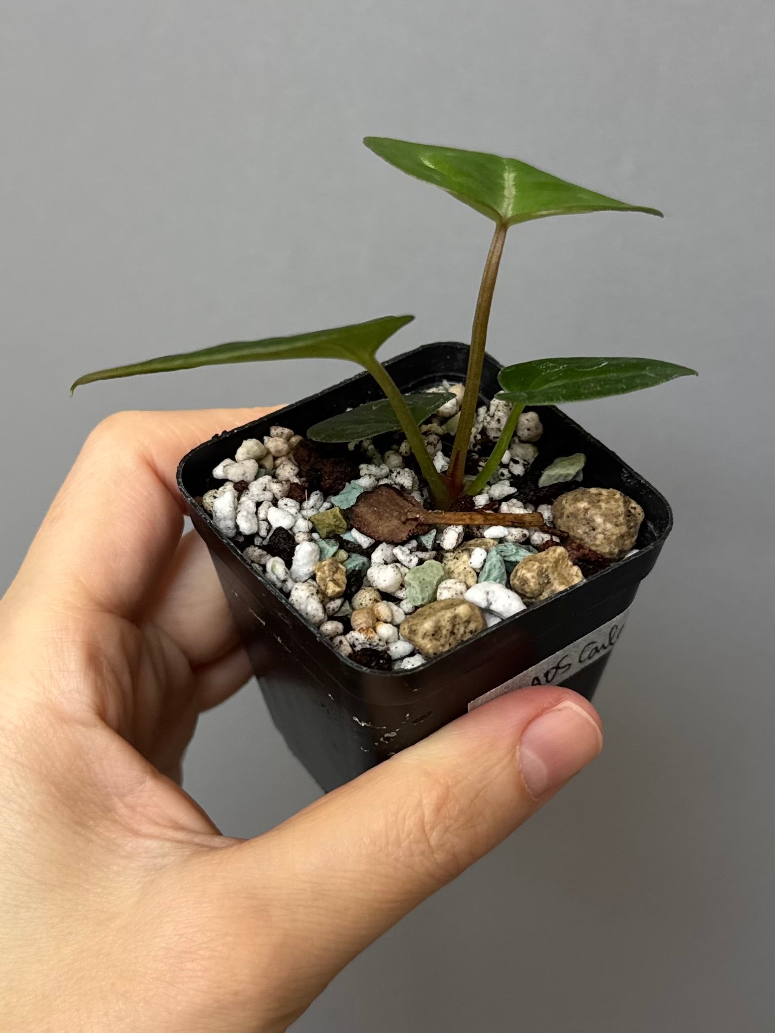Anthurium Michelle x (AOS x Carlablackiae)