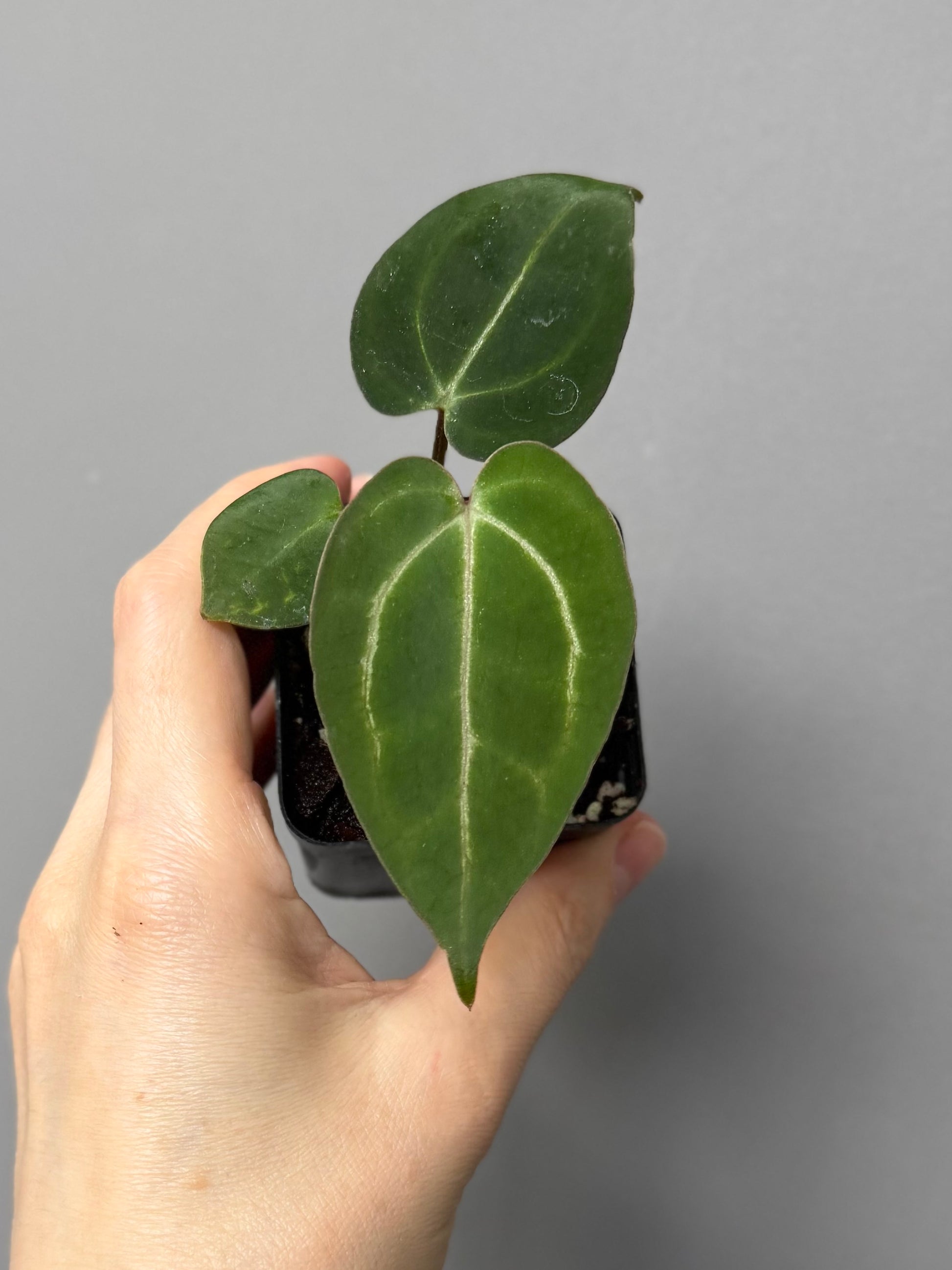 NSE Red Crystallinum x Carlablackiae (blister variegated) Clone/Ableger
