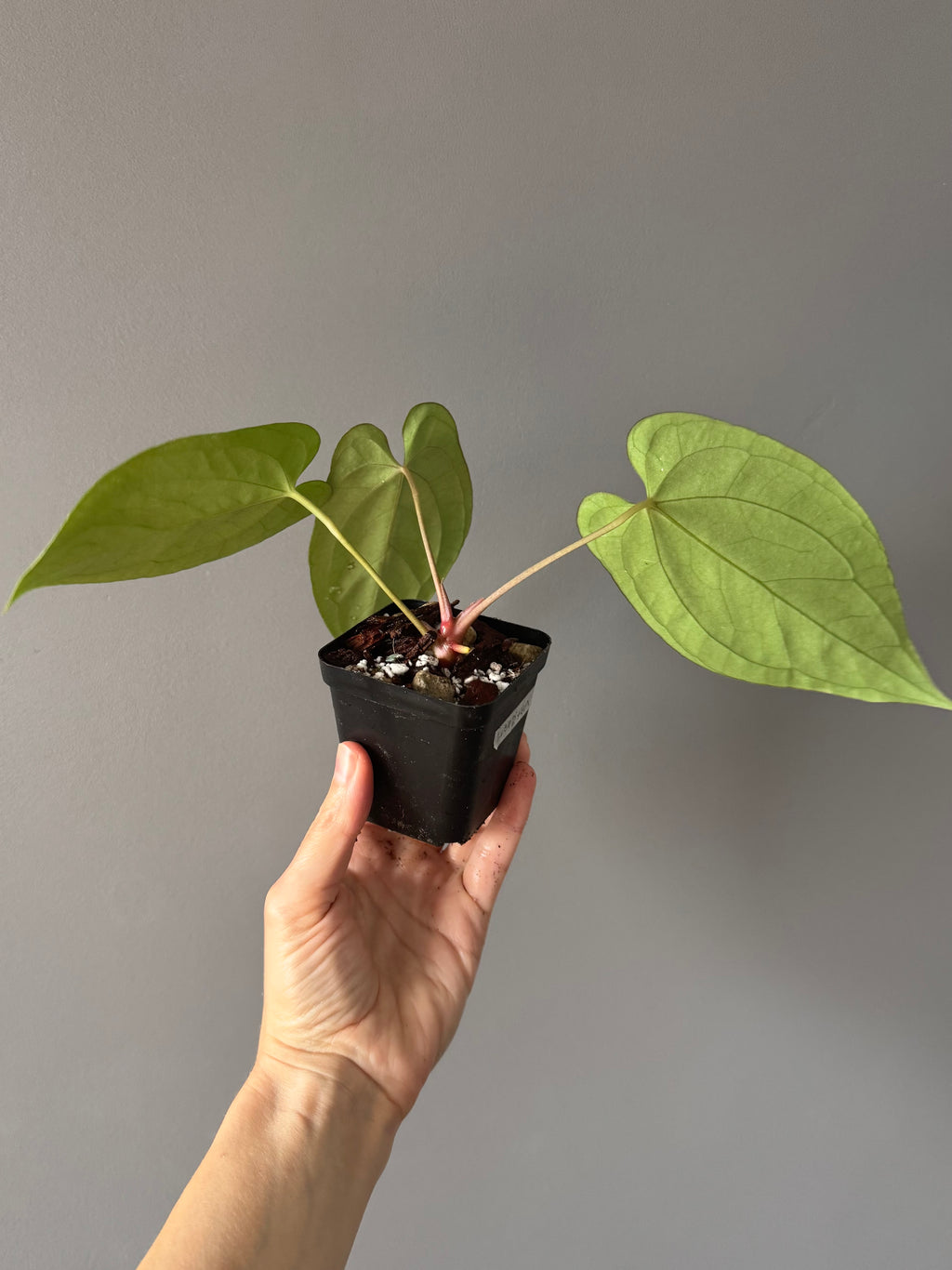 Anthurium (BVEP x portillae ‚Dorito‘) X papillilaminum H1 (by 4aroids)
