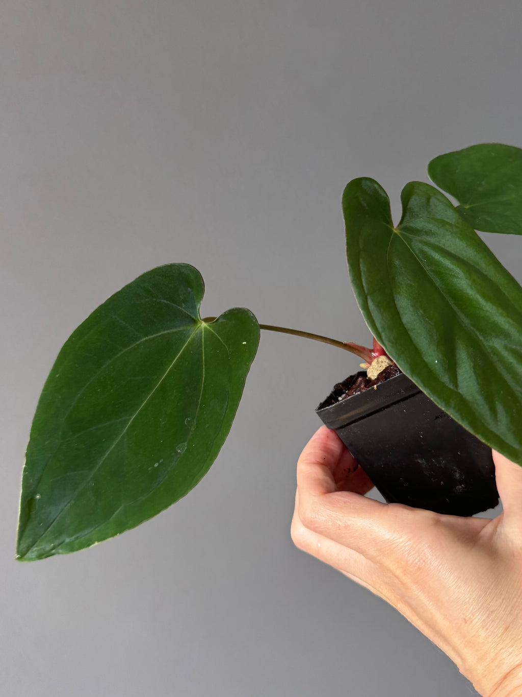 Anthurium (BVEP x portillae ‚Dorito‘) X papillilaminum H1 (by 4aroids)