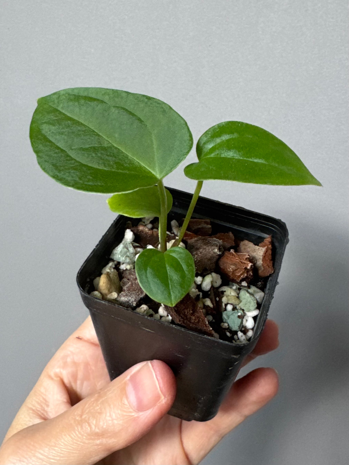 Anthurium magnificum x BVEP OG1 (#4)