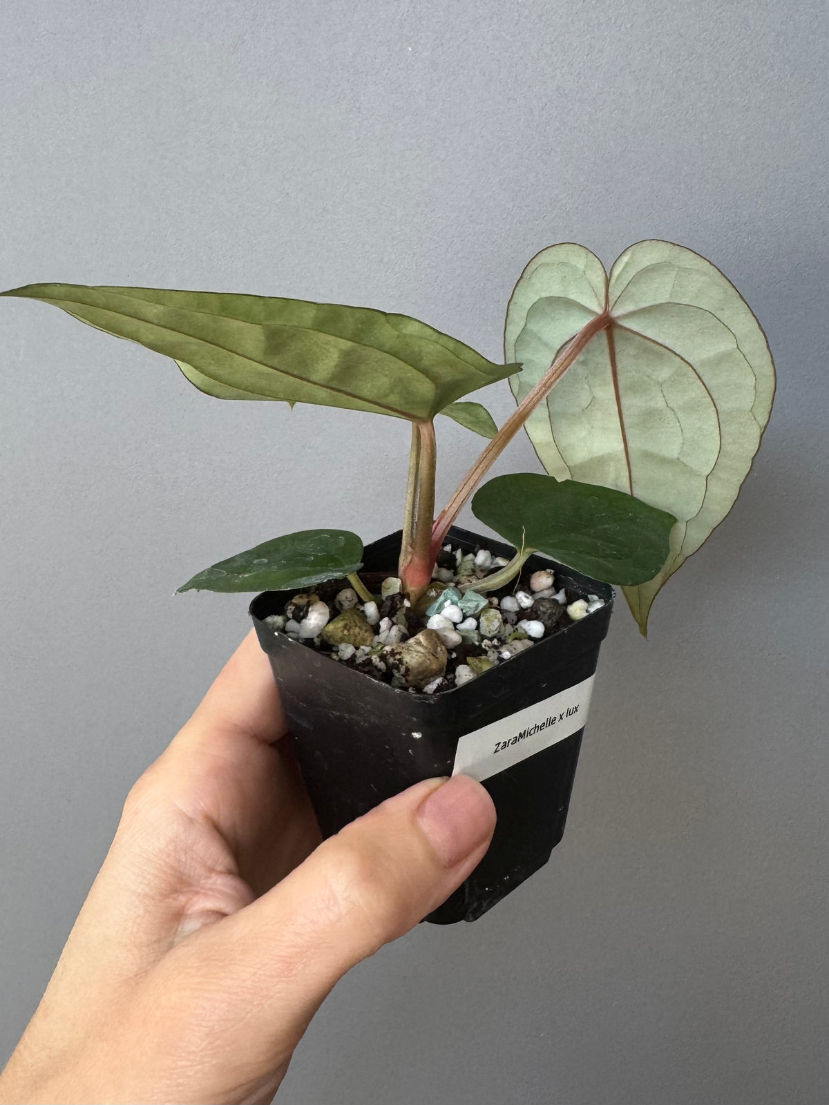 Anthurium ZxM x luxurians