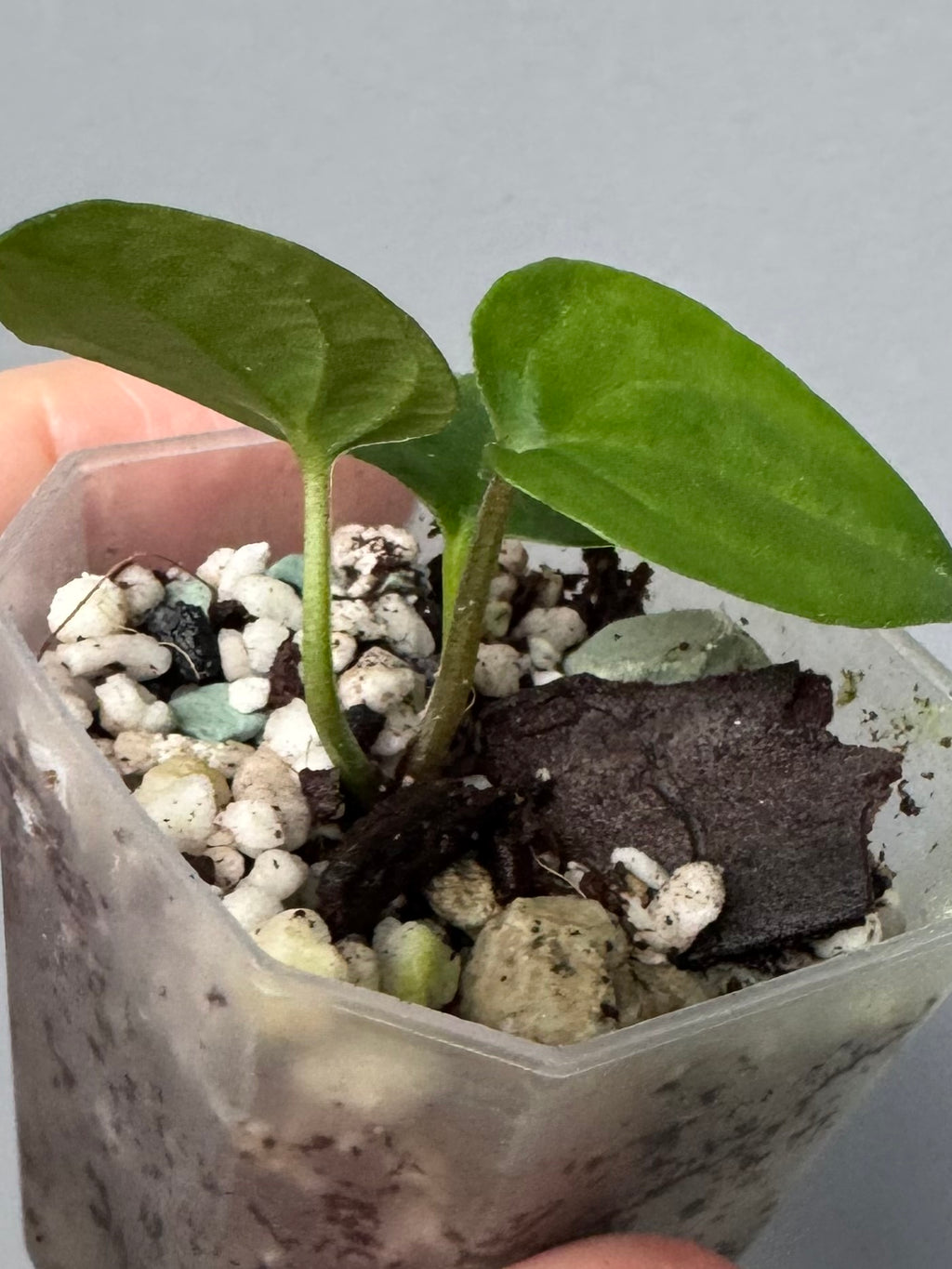 Midnight Velvet ‚Deep Ruby‘ clone