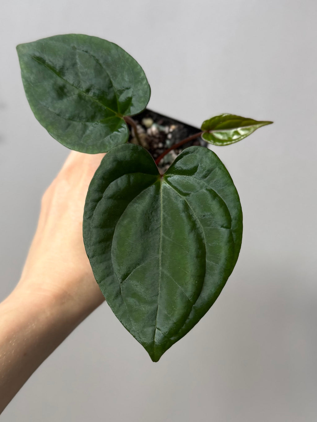 (Papillilaminum Daniel x Besseae aff.) X RVDP