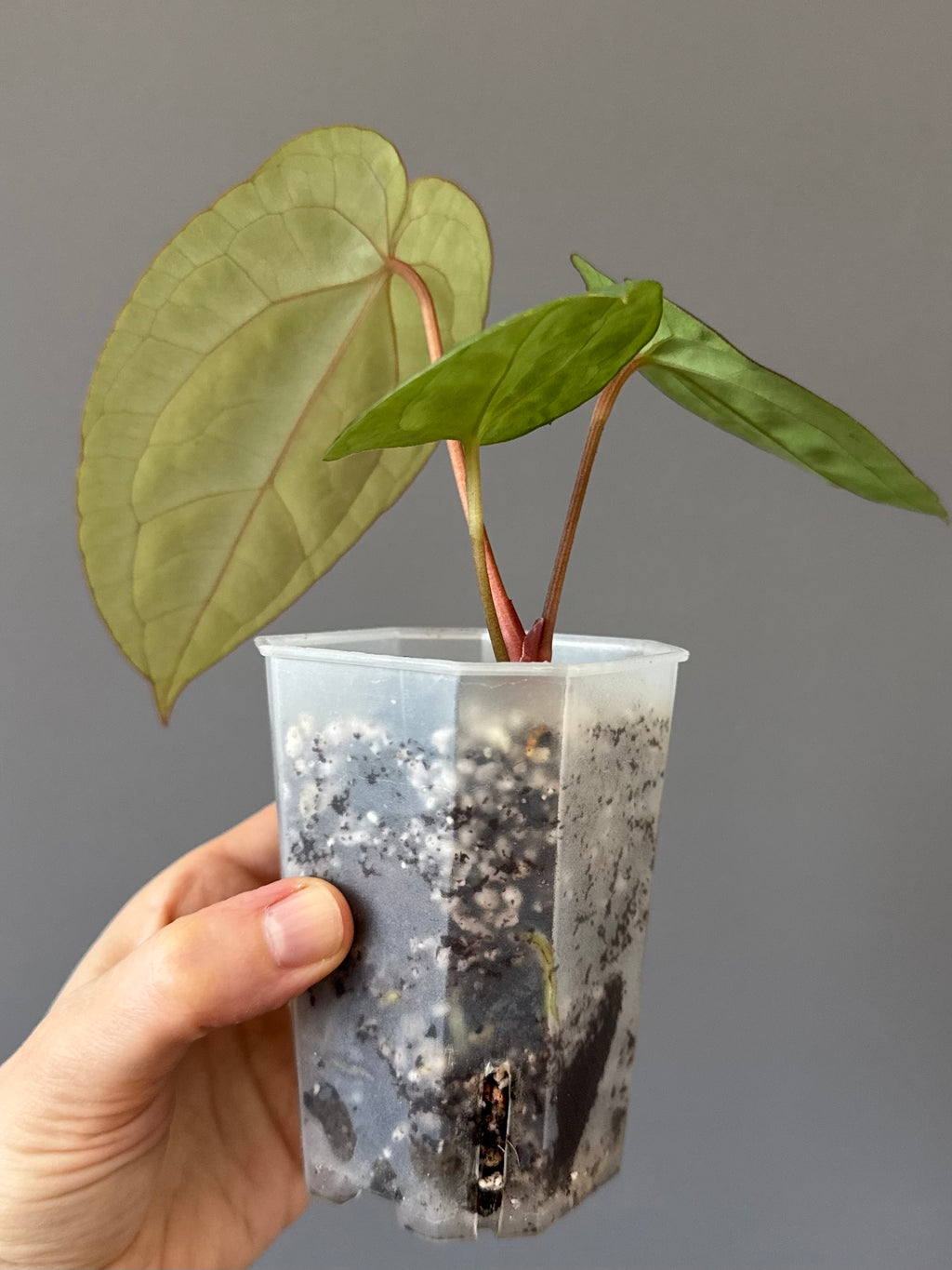 Anthurium Eastern dressleri x (Michelle Hot Pink x RVC) (#2) (by anthurium.aura)