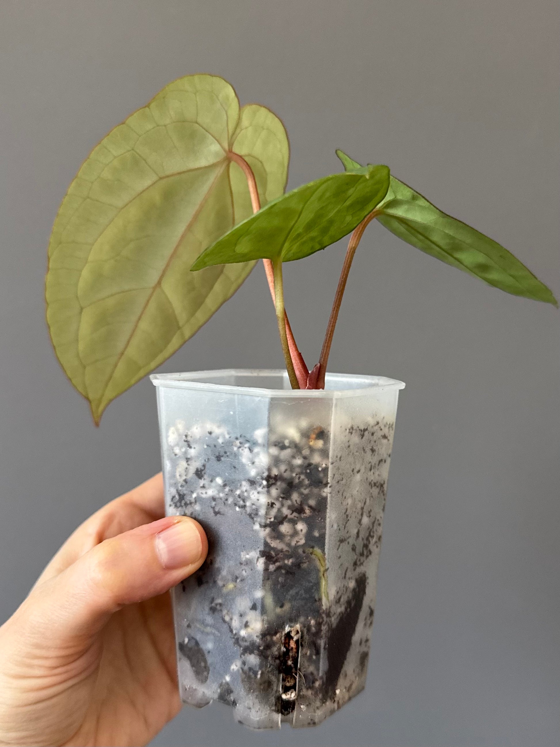 Anthurium Eastern dressleri x (Michelle Hot Pink x RVC) (#2) (by anthurium.aura)