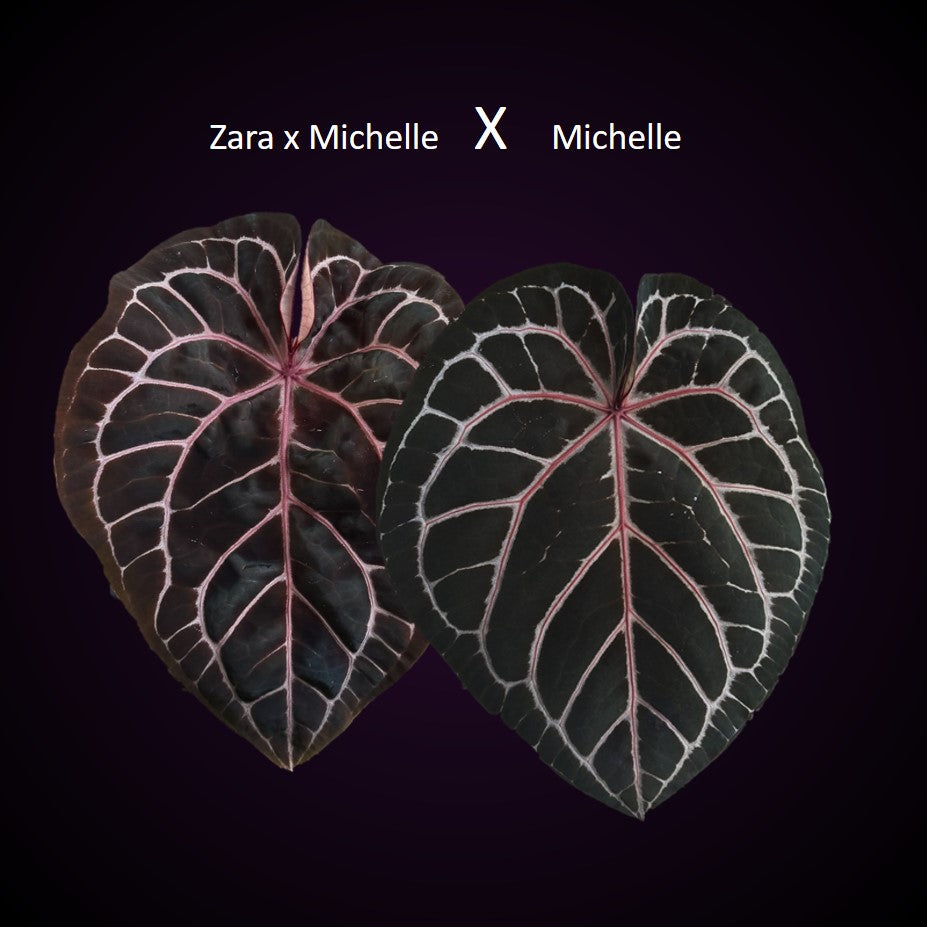 Anthurium ZxM x Michelle - Mini