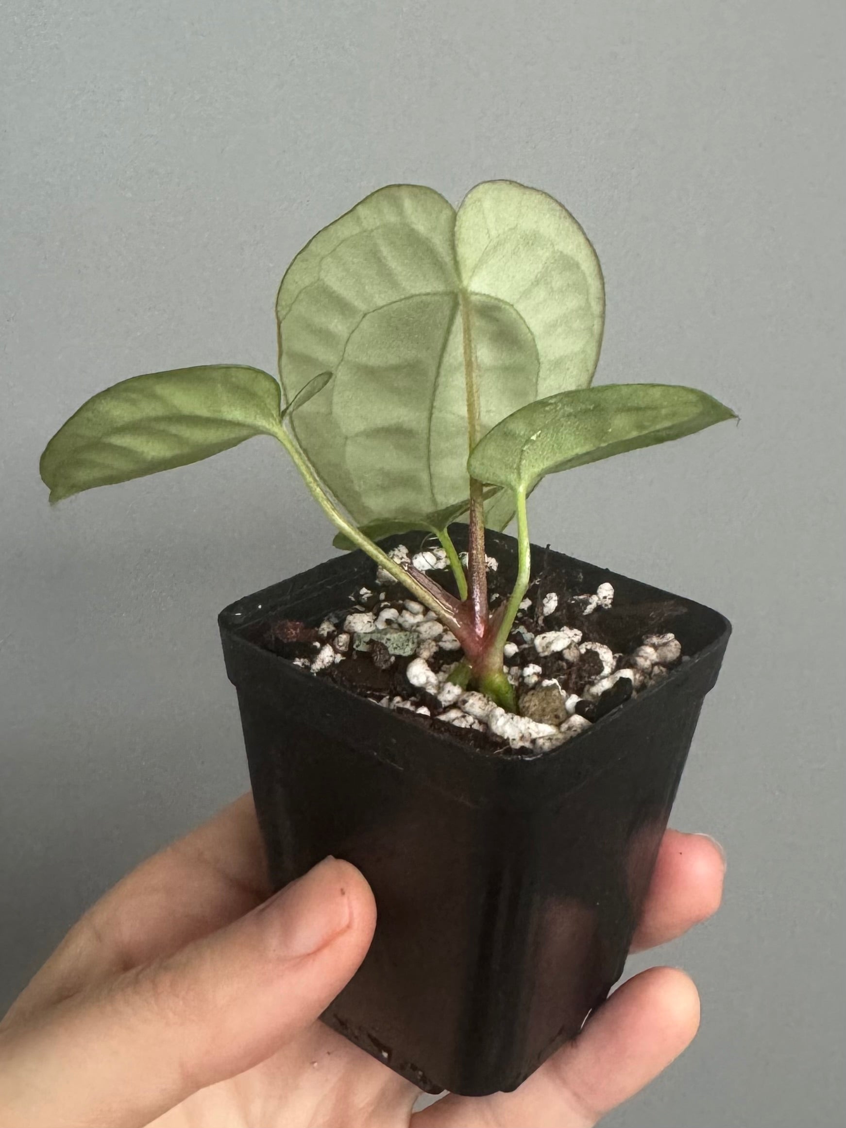 Anthurium NoID x (AOS x forgetii)