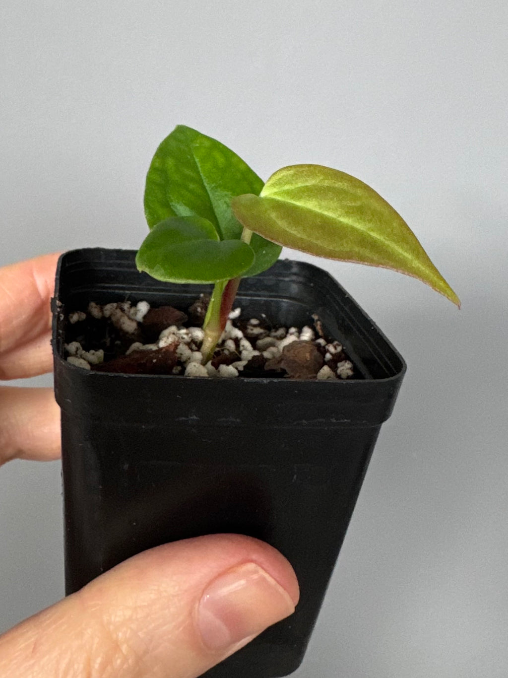 Anthurium Papillilaminum Hybrid xself