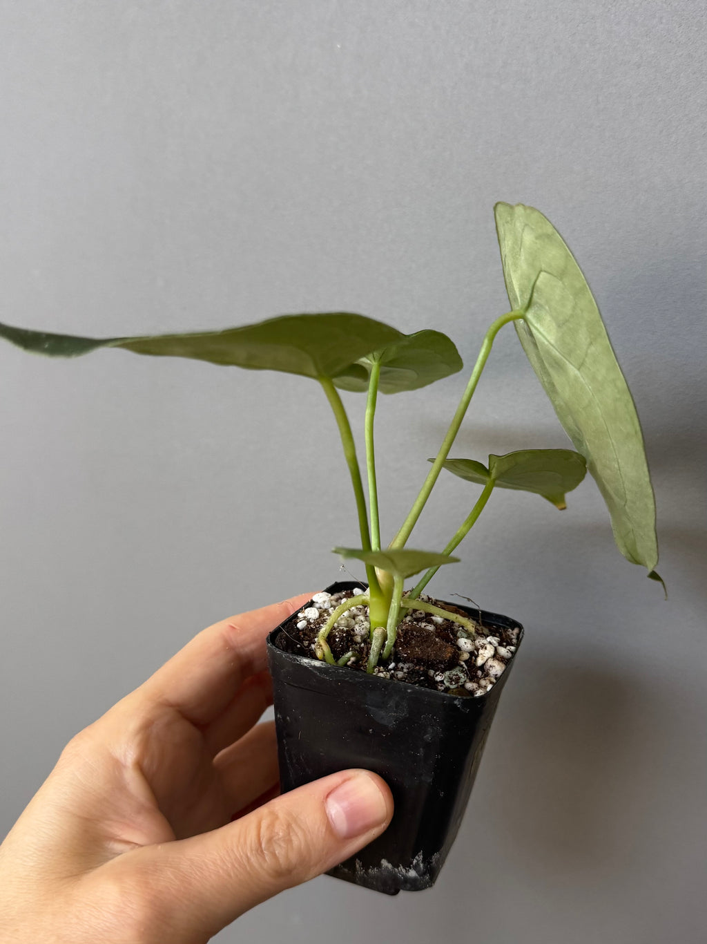 Anthurium forgetii (White Stripes x Dark Form)